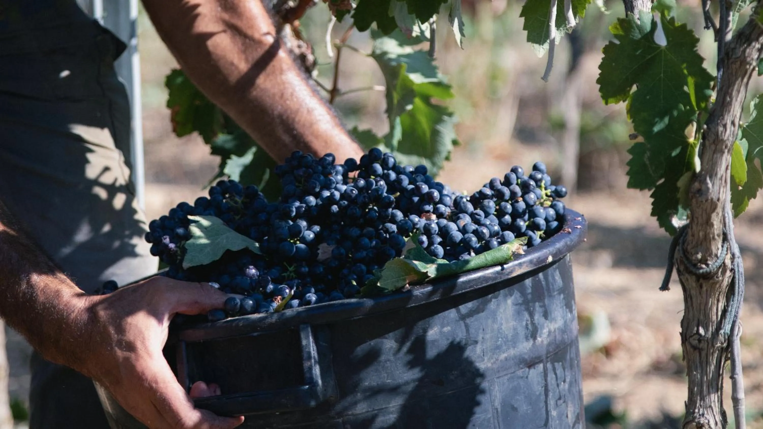 Summer in Tenuta Doxi