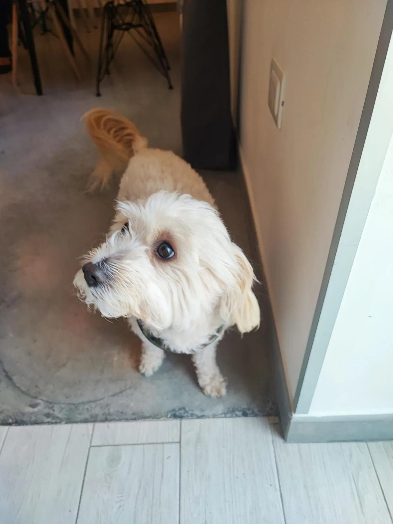 Animals in Al Faro Bianco B&B e Residence con parcheggio