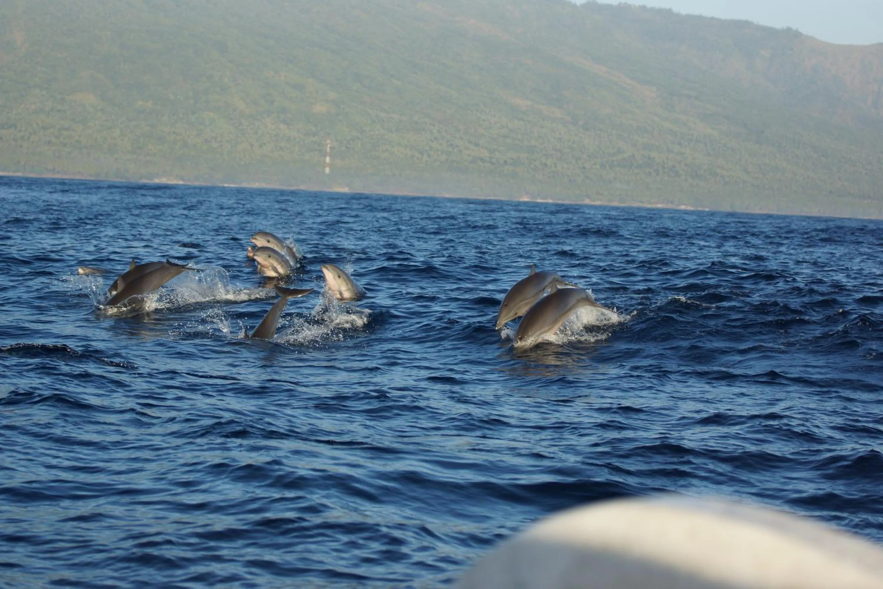 Animals in Holiway Garden Resort & SPA - Bali -