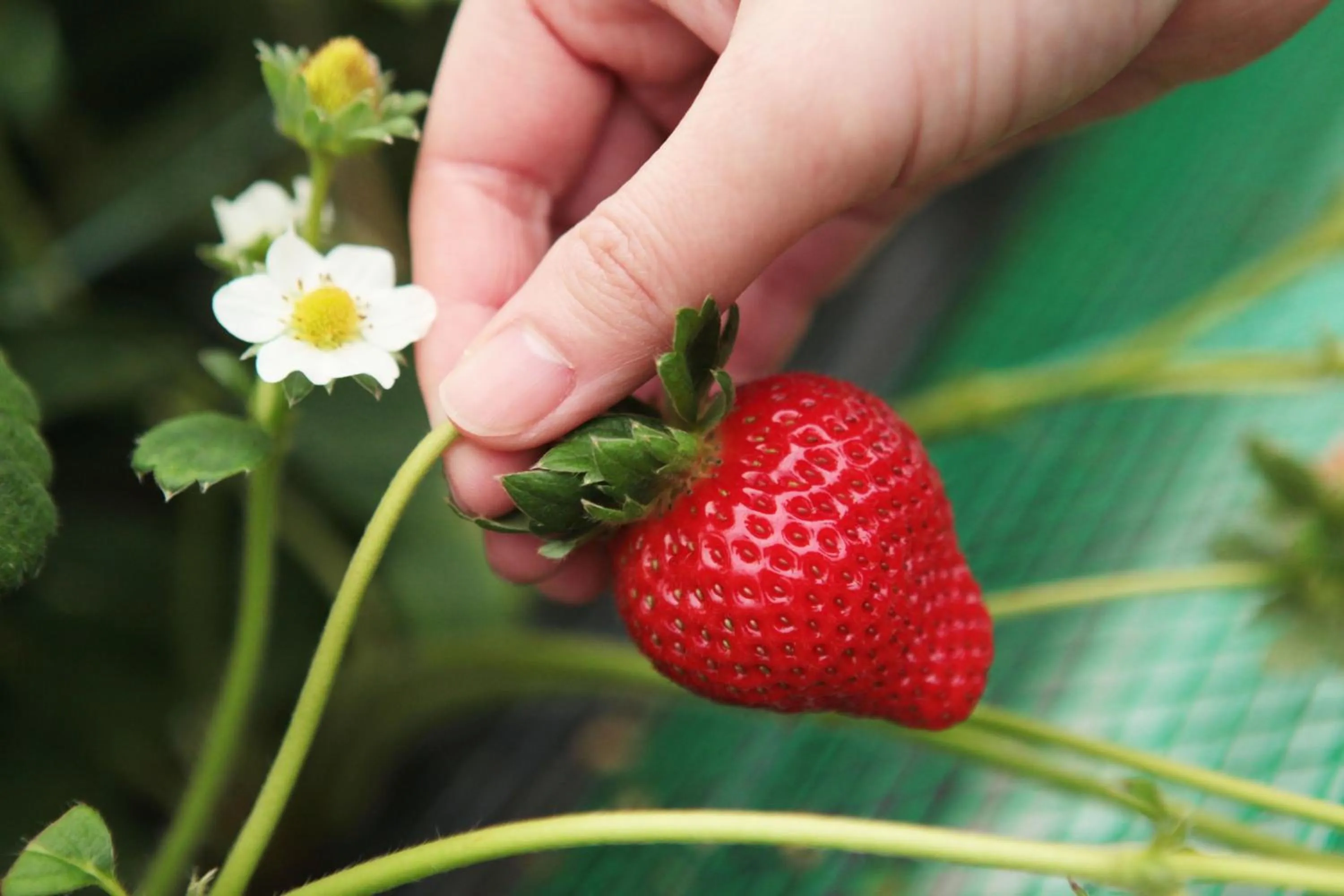Nearby landmark, Other Animals in Royal Hotel Munakata