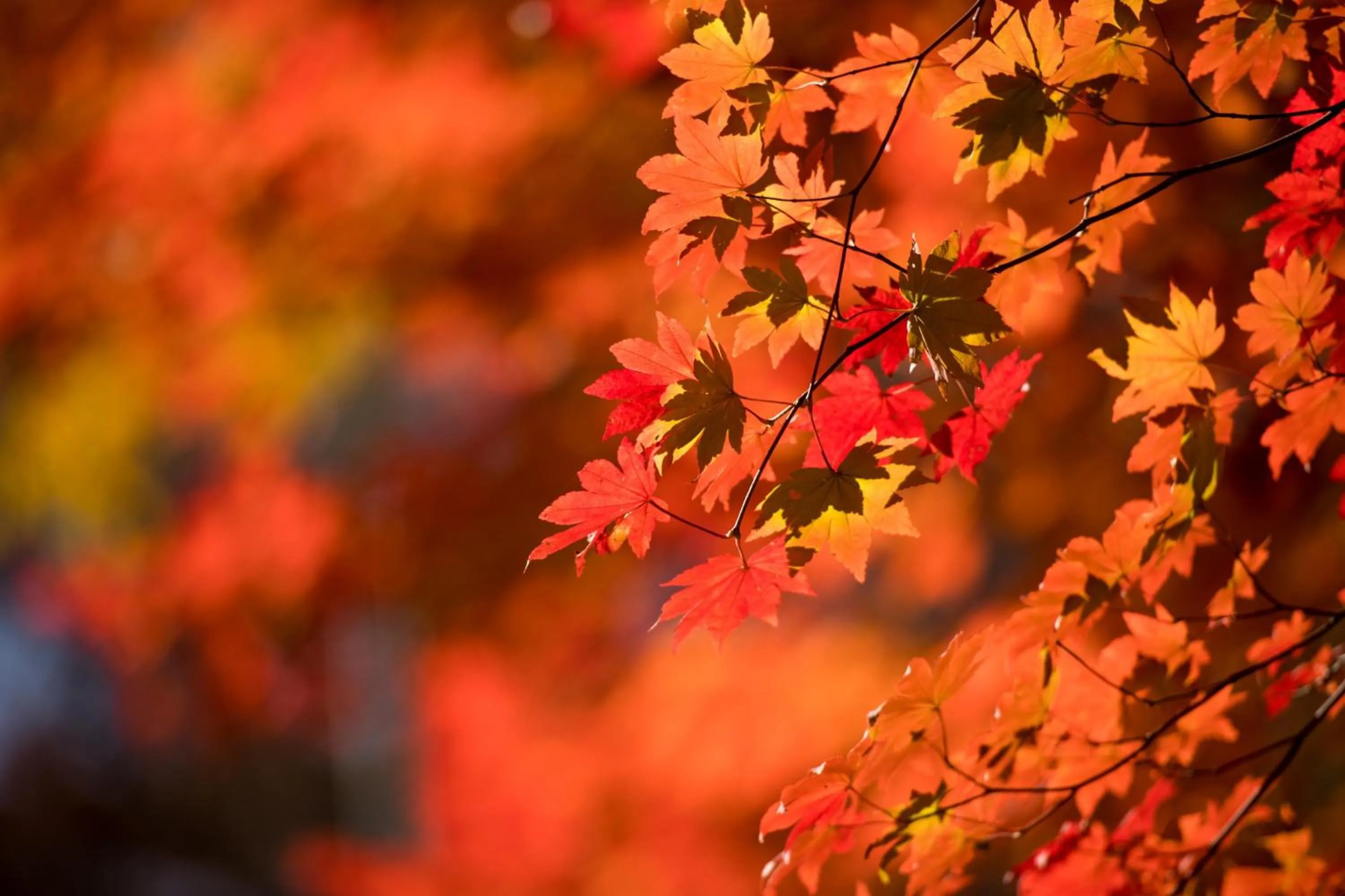 Other, Other Animals in Royal Hotel Munakata