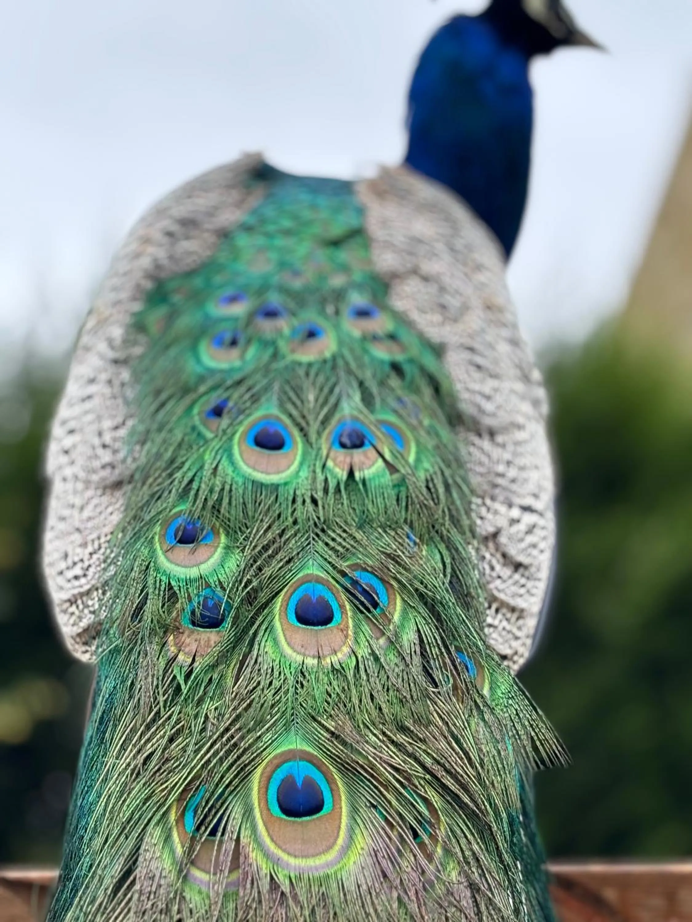 Animals in Langley Castle Hotel