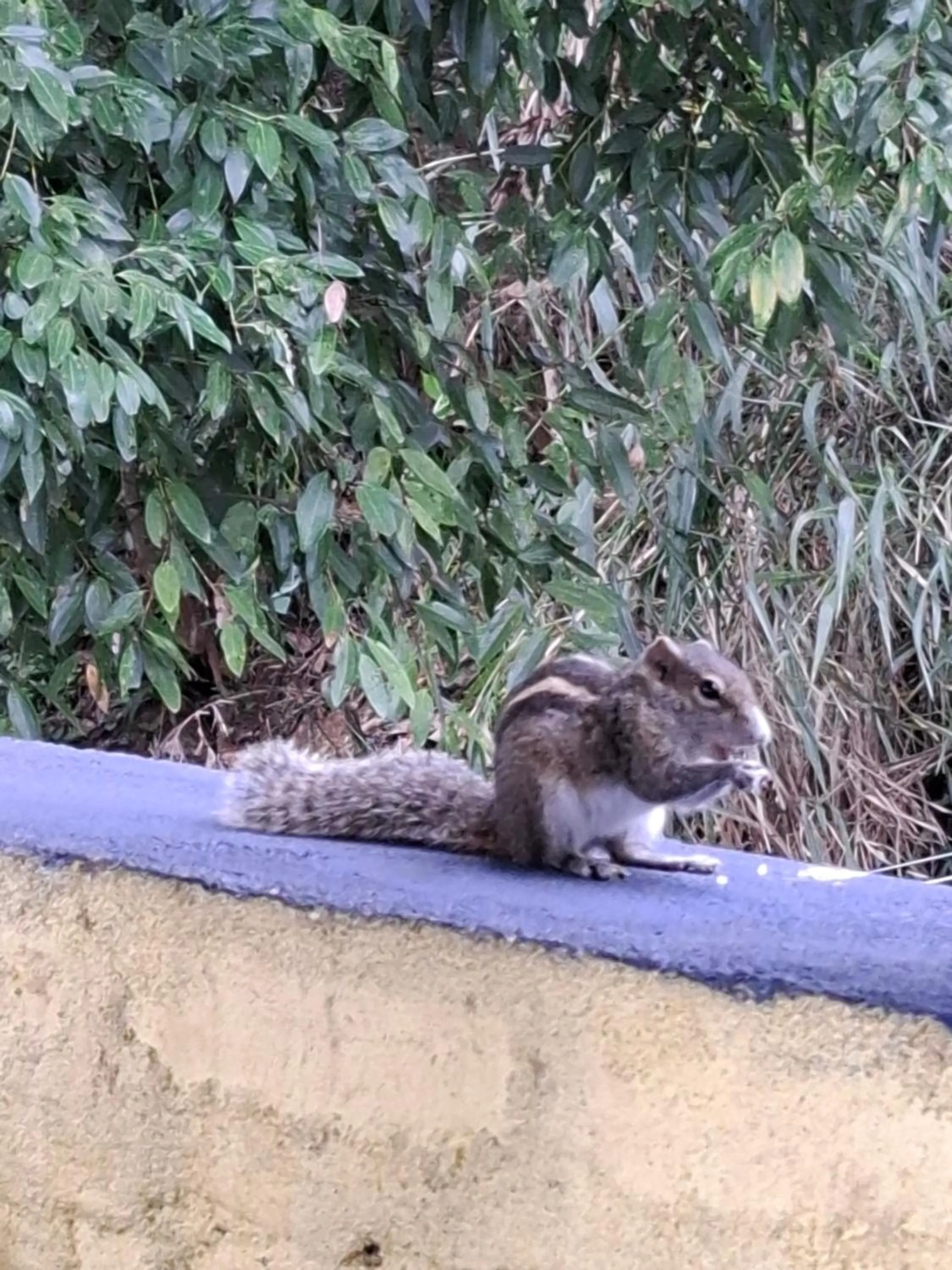 Animals in Blue Pillars Kandy