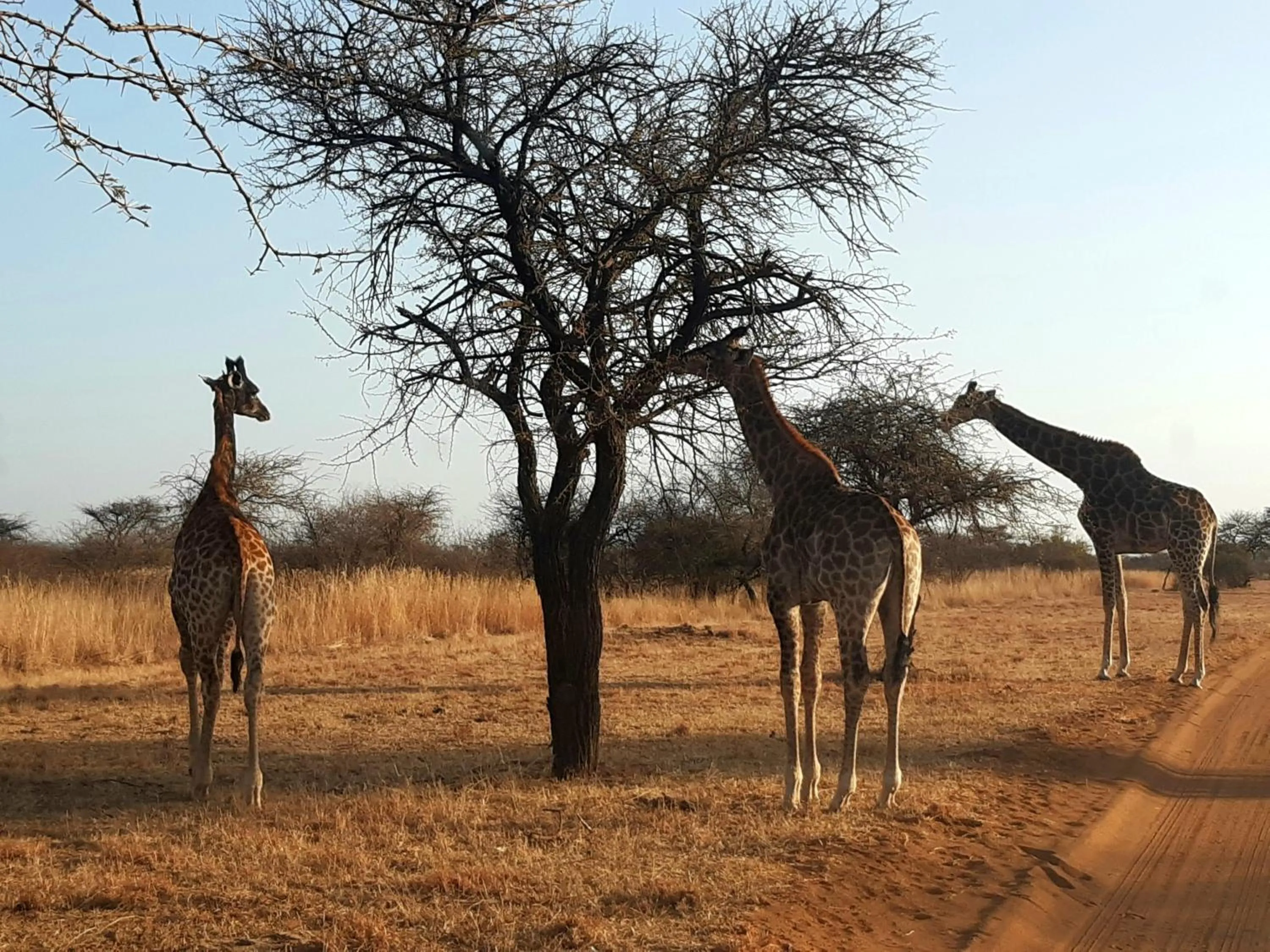 Sondela Nature Reserve & Spa Chalets