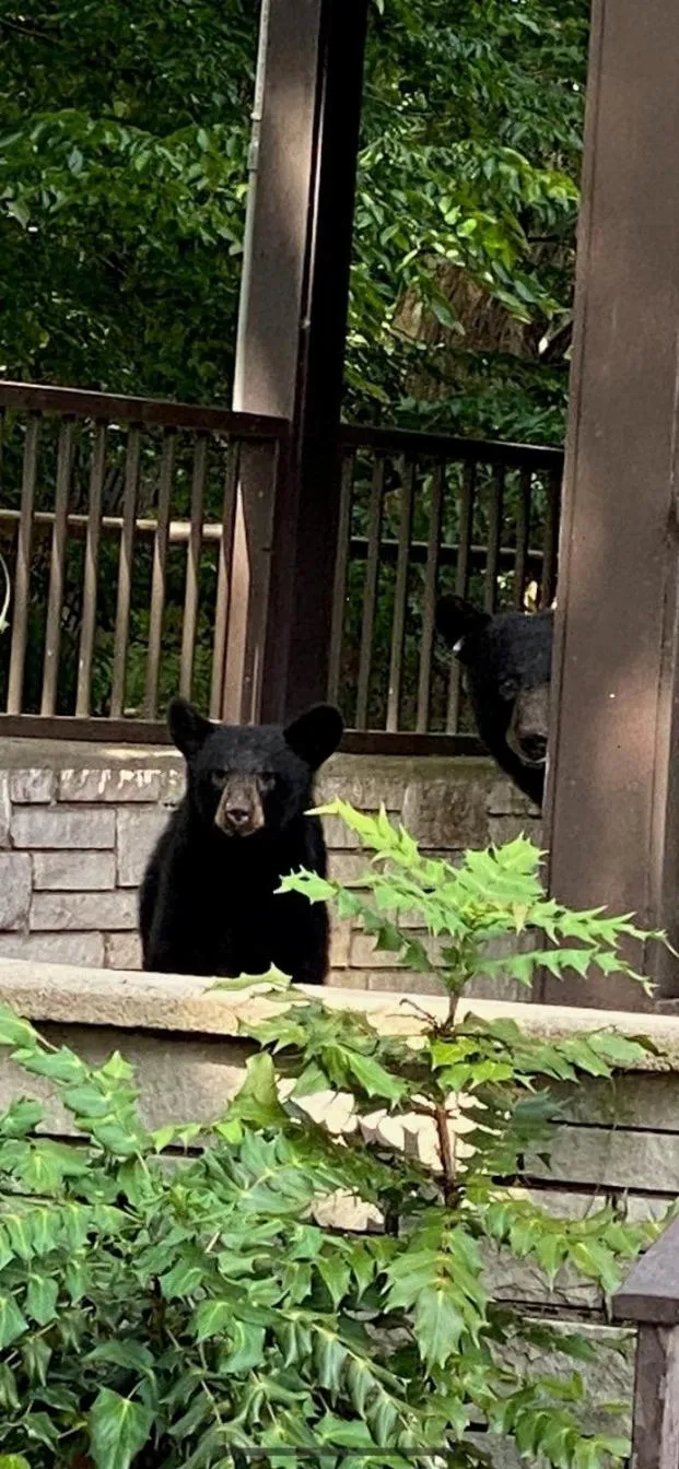 Animals in Brookside Lodge