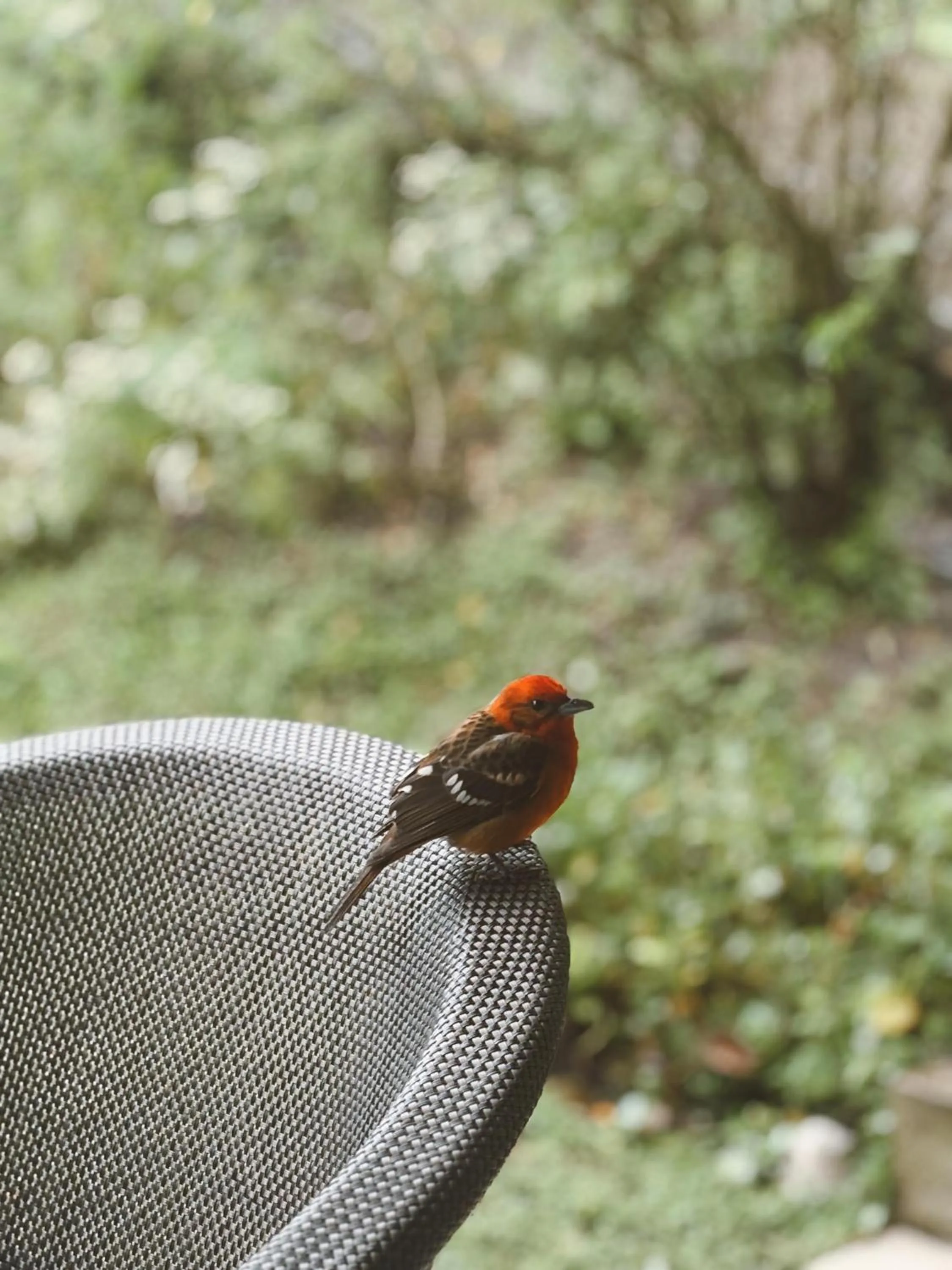 Pets in Hotel Finca Lerida Coffee Plantation and Boutique Hotel