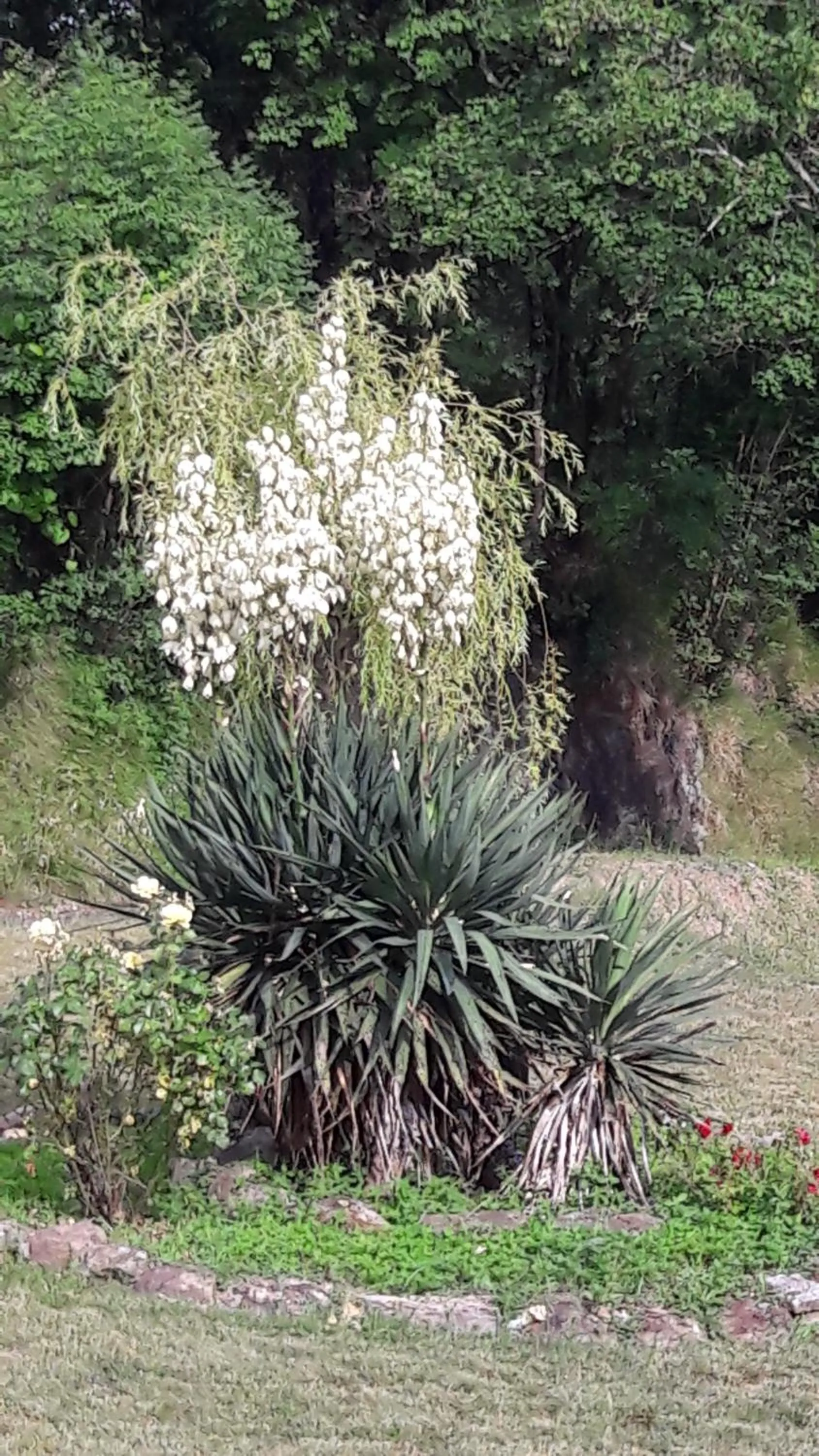 Garden in B&B Oasi Verde