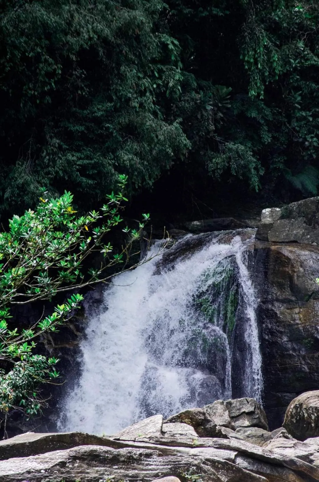 Sinharaja Forest Gate