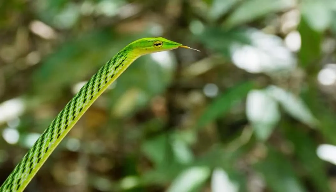 Sinharaja Forest Gate