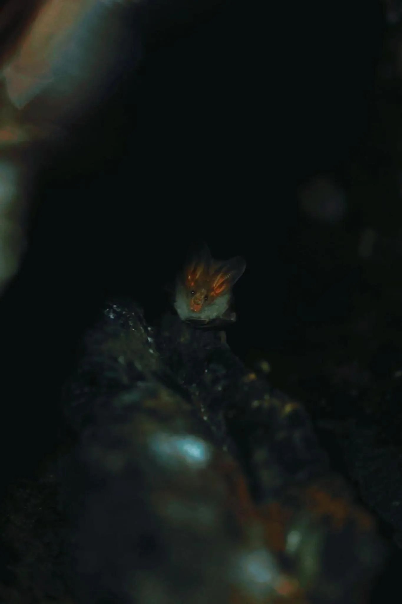 Sinharaja Forest Gate