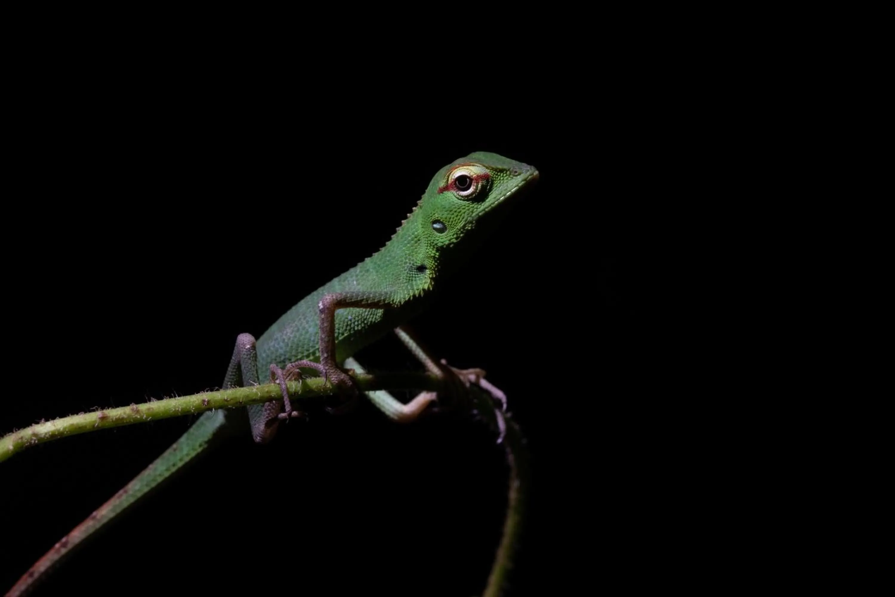 Sinharaja Forest Gate