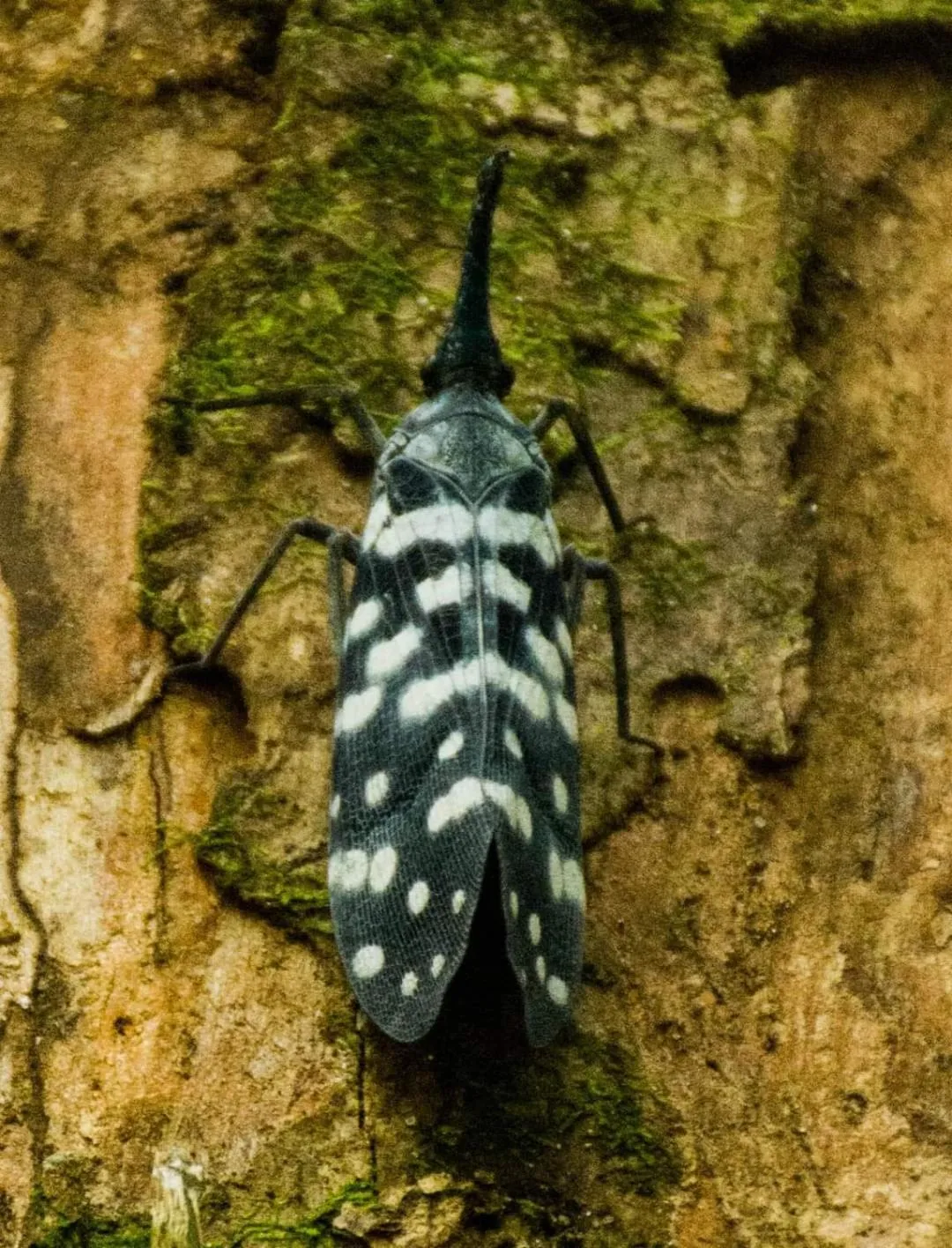 Sinharaja Forest Gate