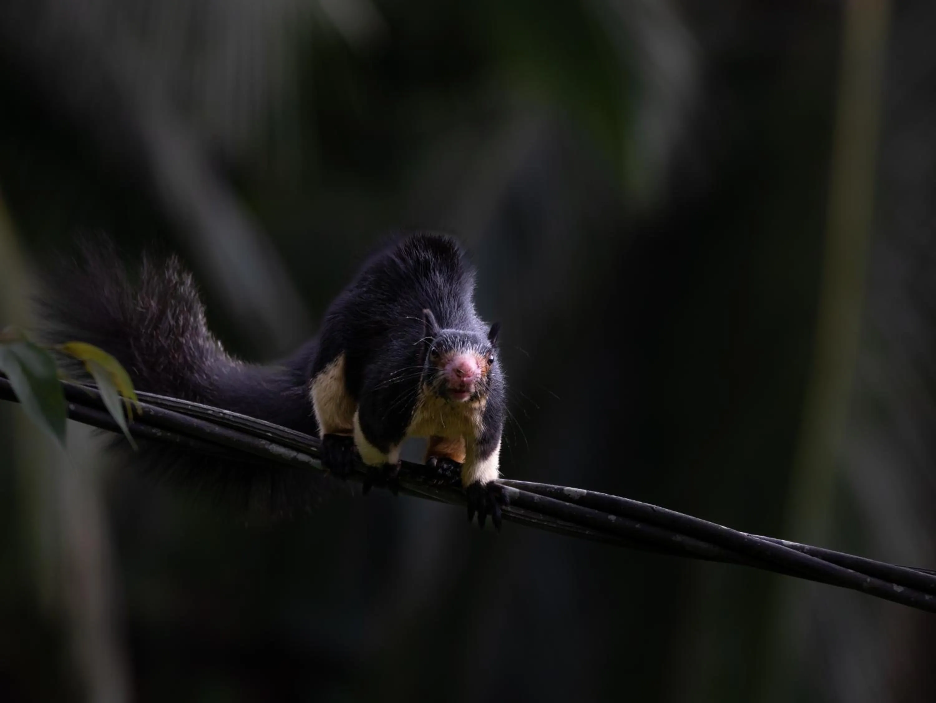 Sinharaja Forest Gate