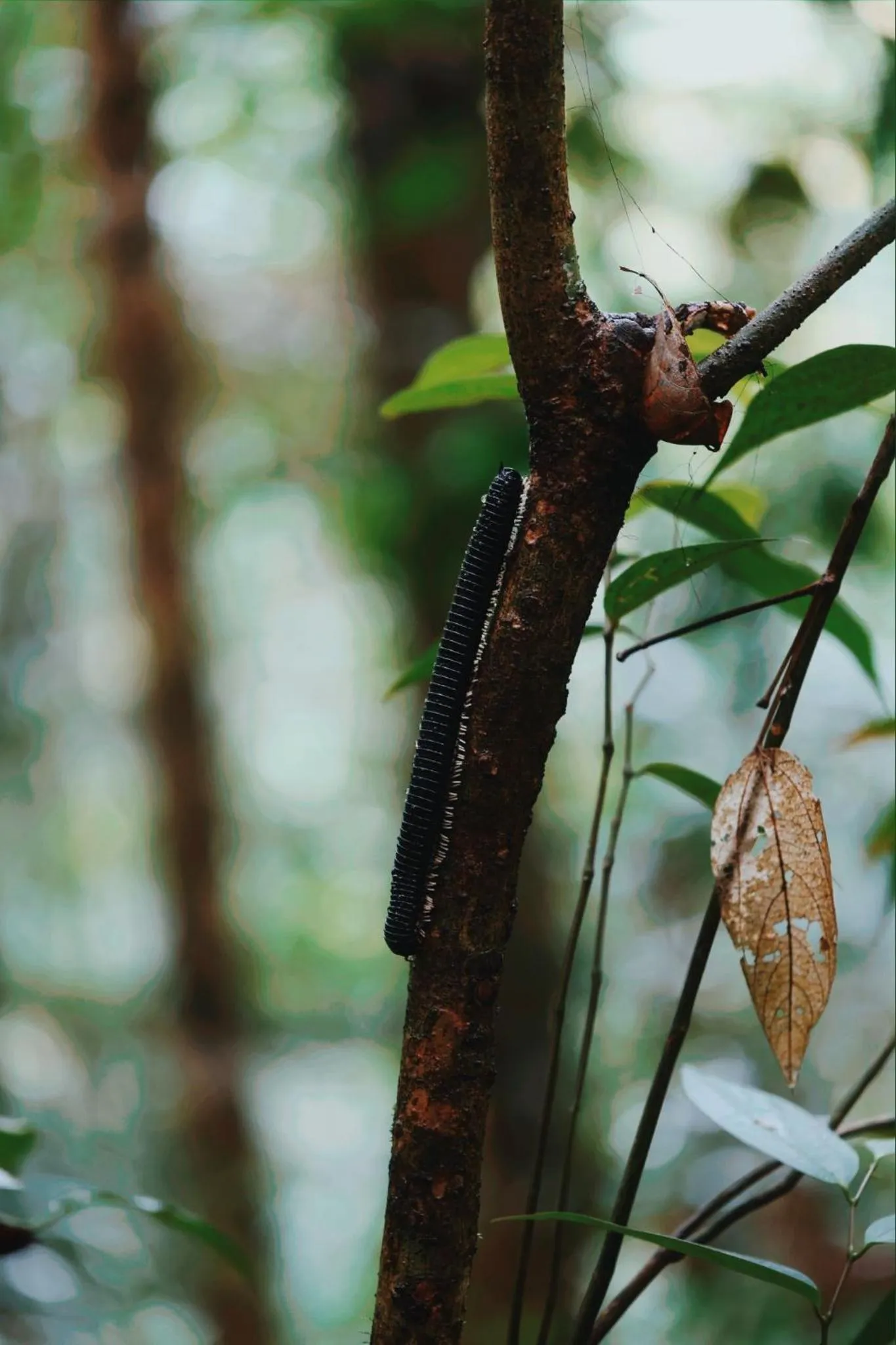 Sinharaja Forest Gate