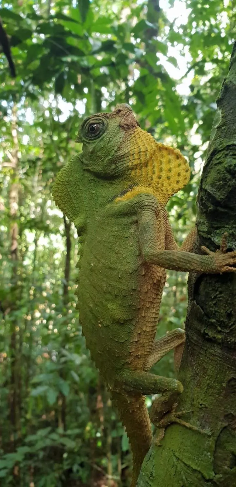 Sinharaja Forest Gate