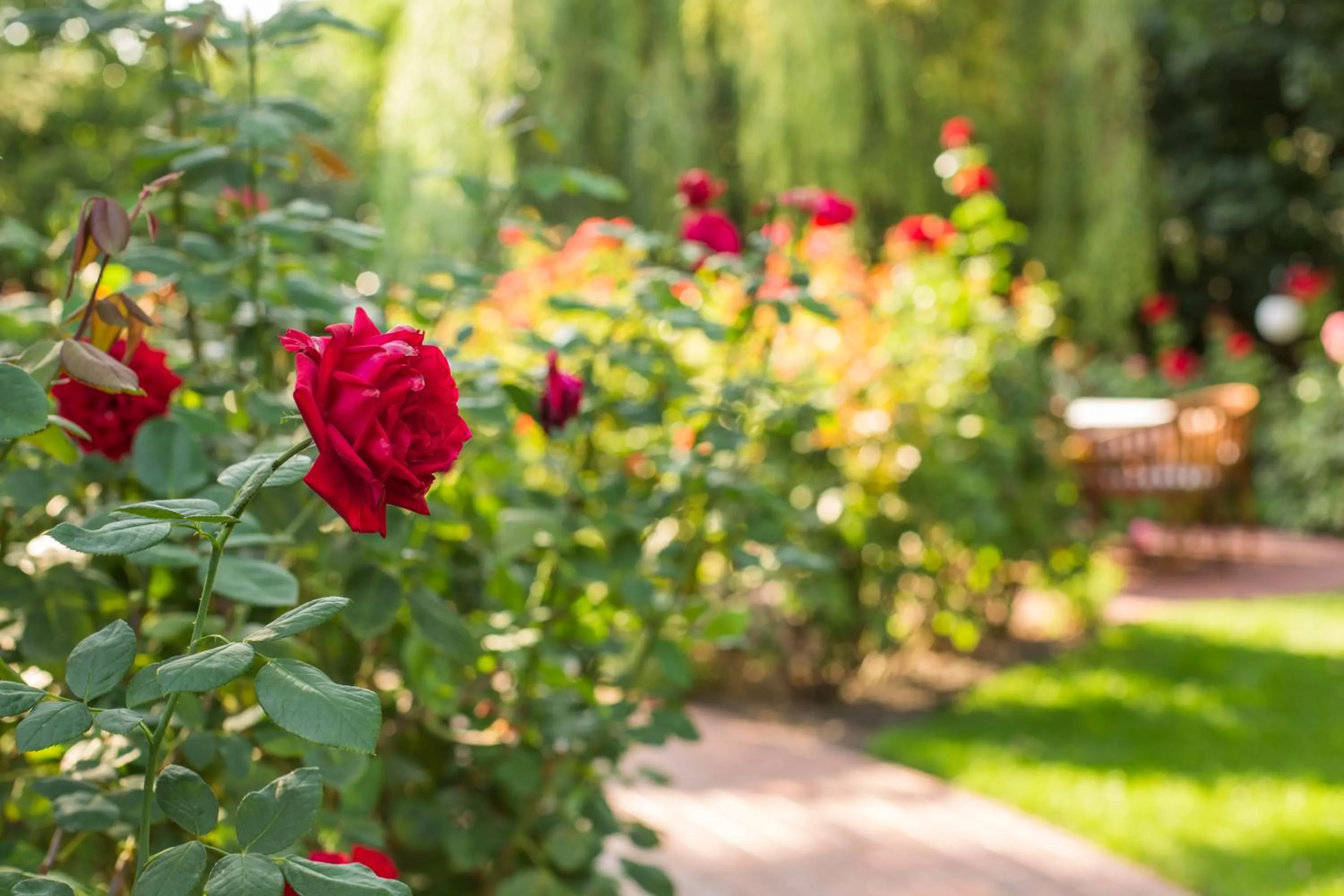 Garden in Villa Rosa