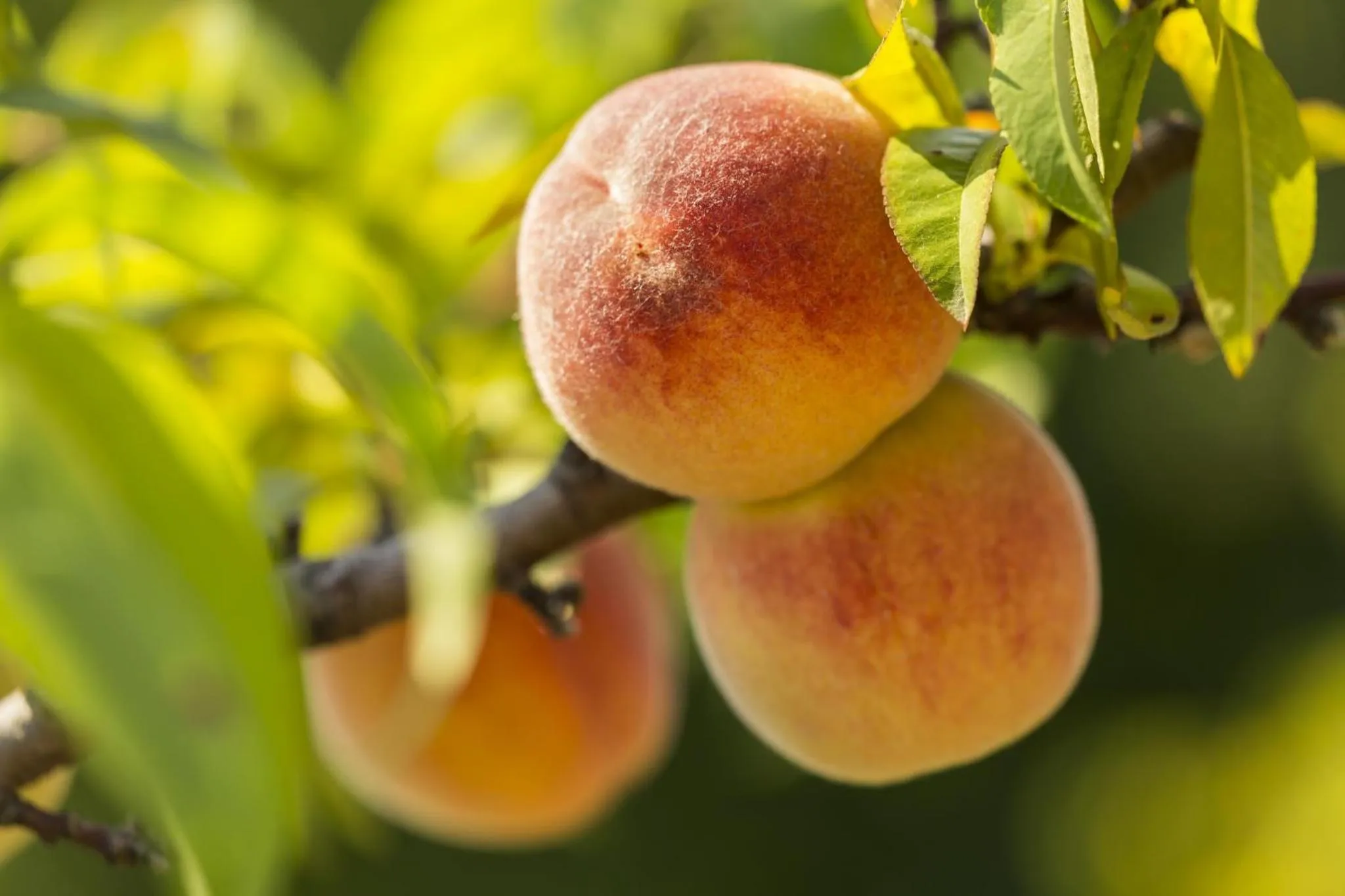 Decorative detail in Villa Rosa