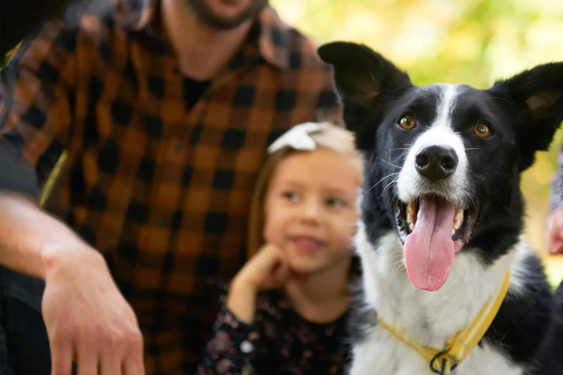 pet friendly in Residence Cernaia - Private Cottage