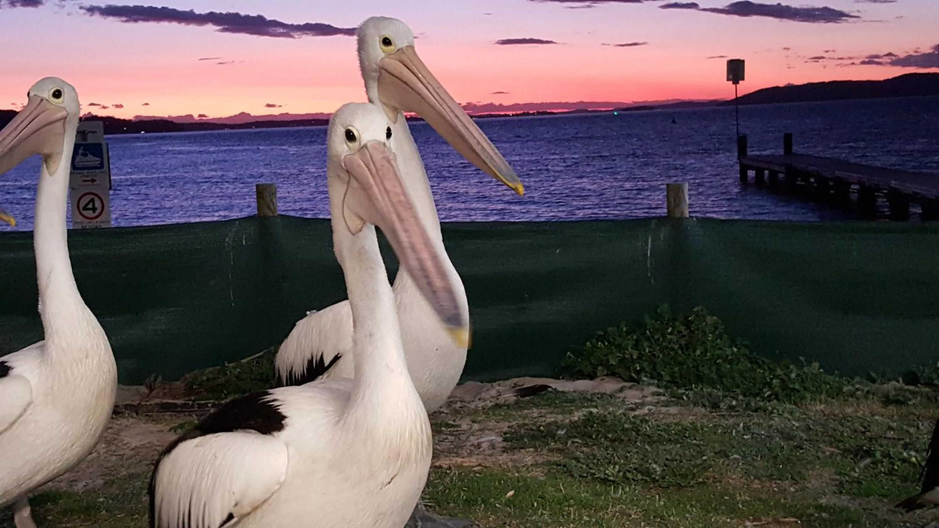 Animals in Admiral Nelson Motor Inn