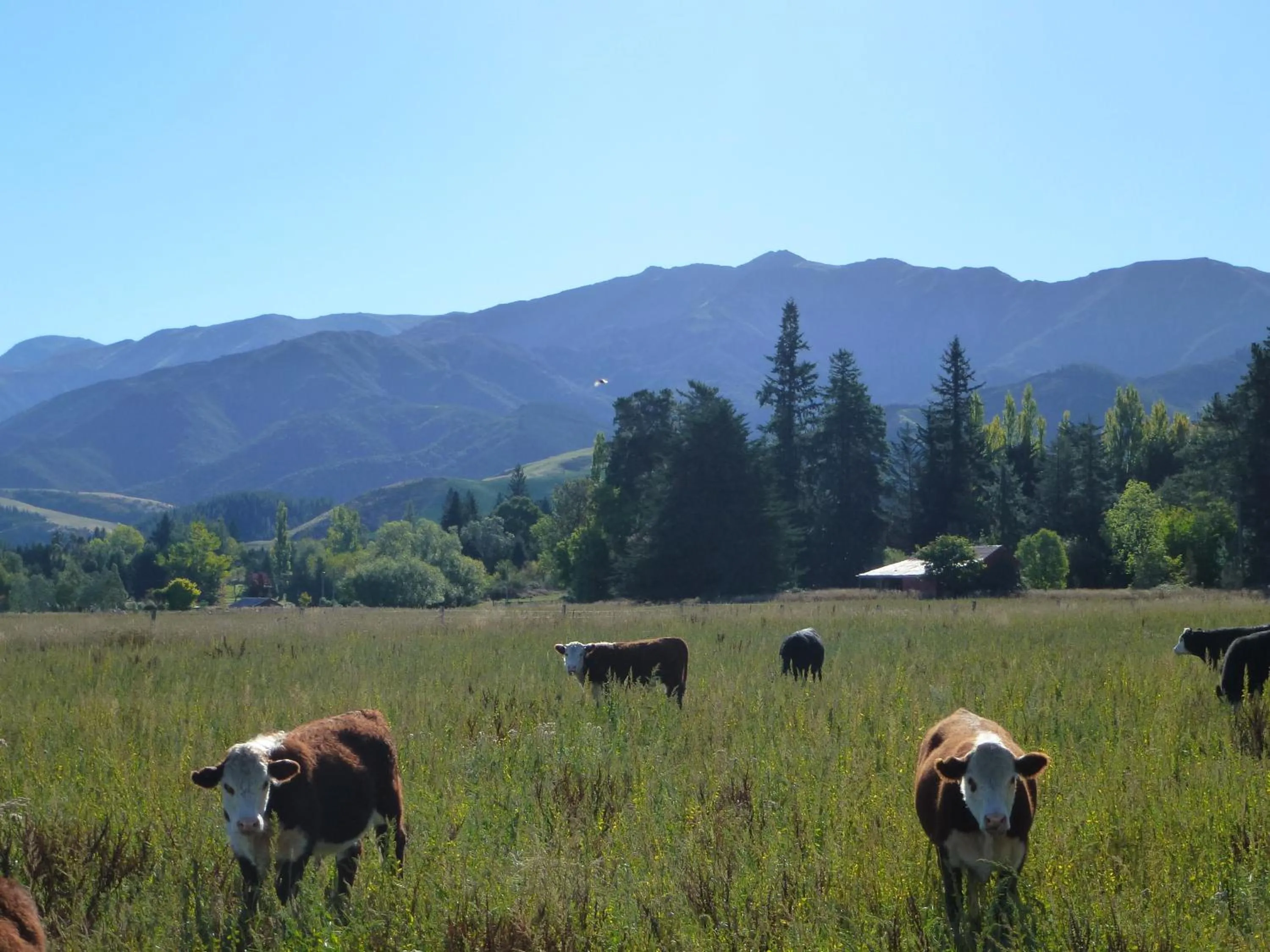 Mountain view in Hanmer Springs Scenic Views Motel