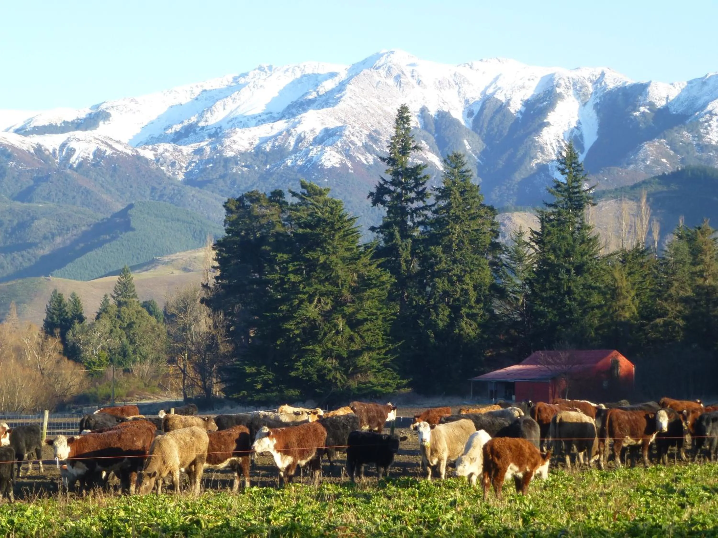 View (from property/room) in Hanmer Springs Scenic Views Motel