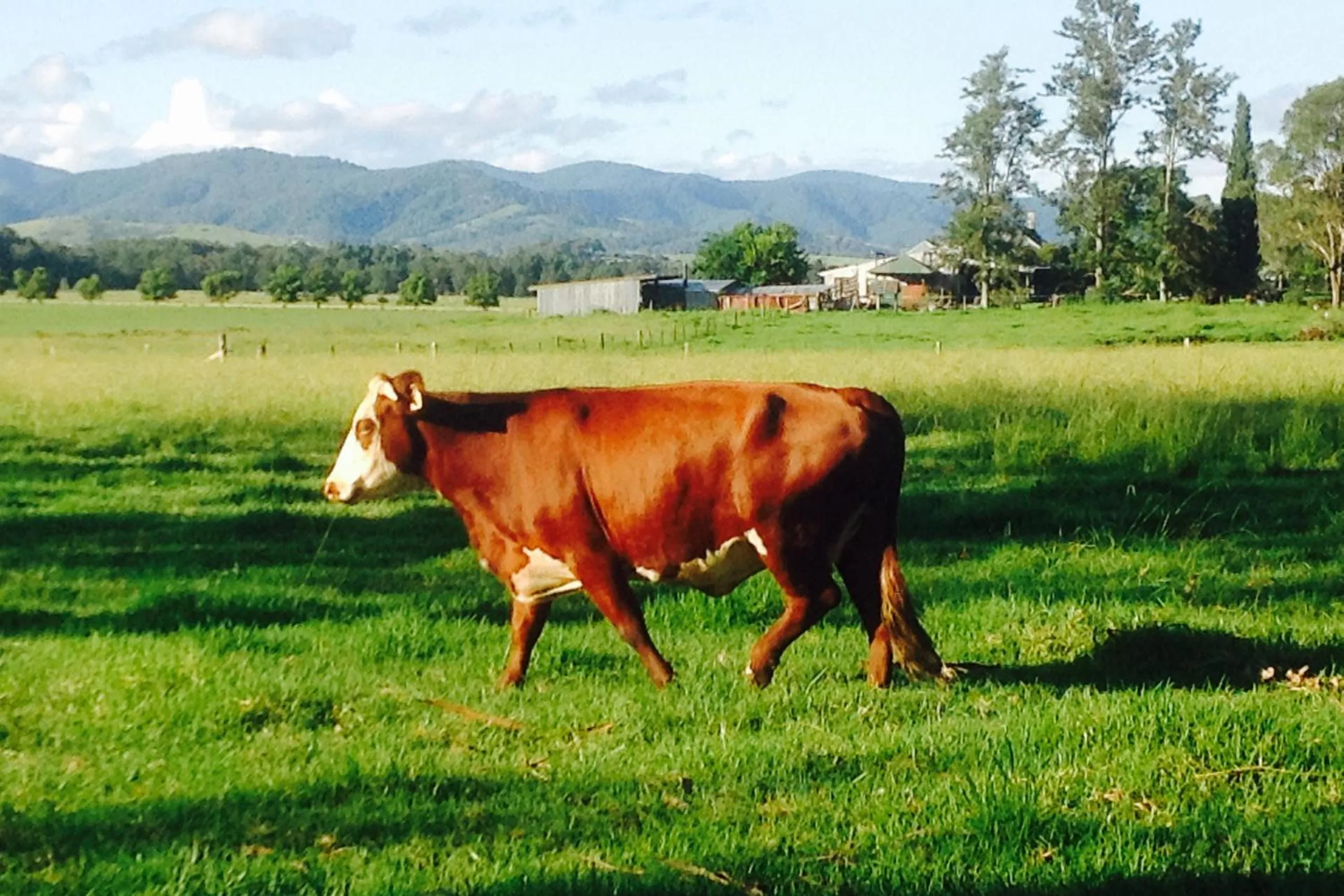 Neighbourhood, Other Animals in Gloucester Country Lodge Motel