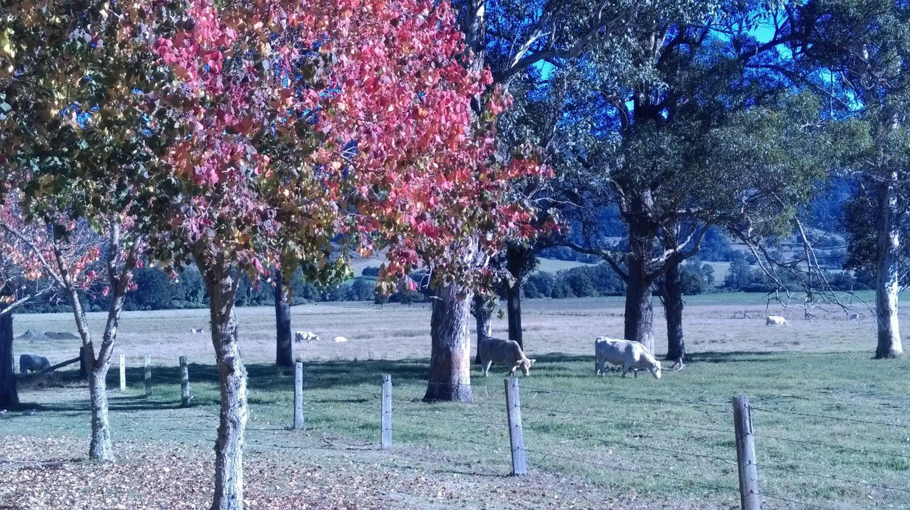 Day, Garden in Gloucester Country Lodge Motel