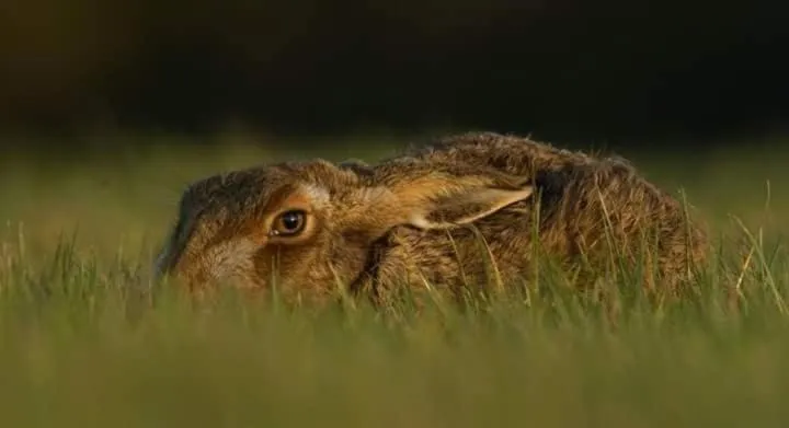 Plumptons Farm Holiday Lodges