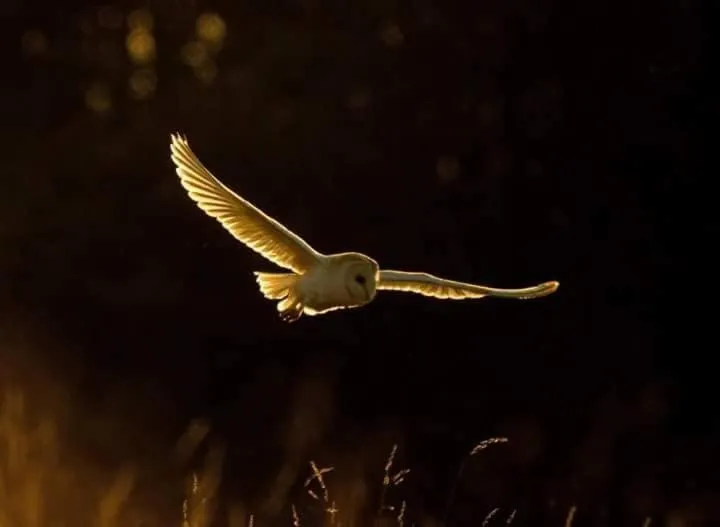 Plumptons Farm Holiday Lodges