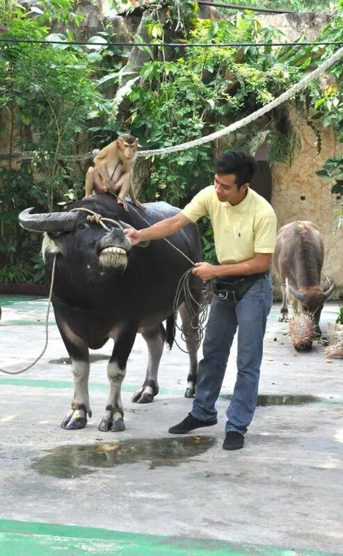 Activities in A'Famosa Resort Melaka