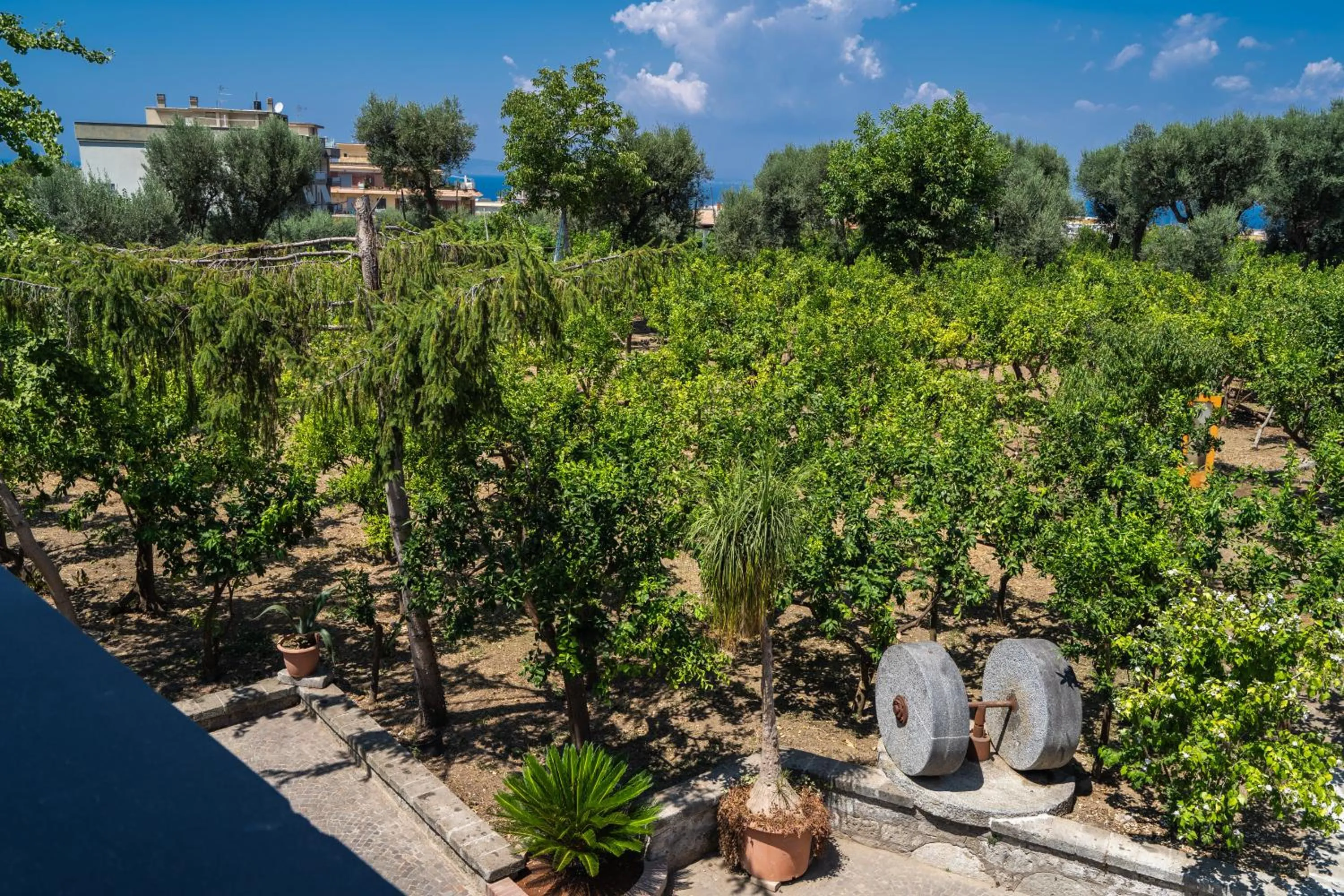 Garden in Lemon Factor Sorrento