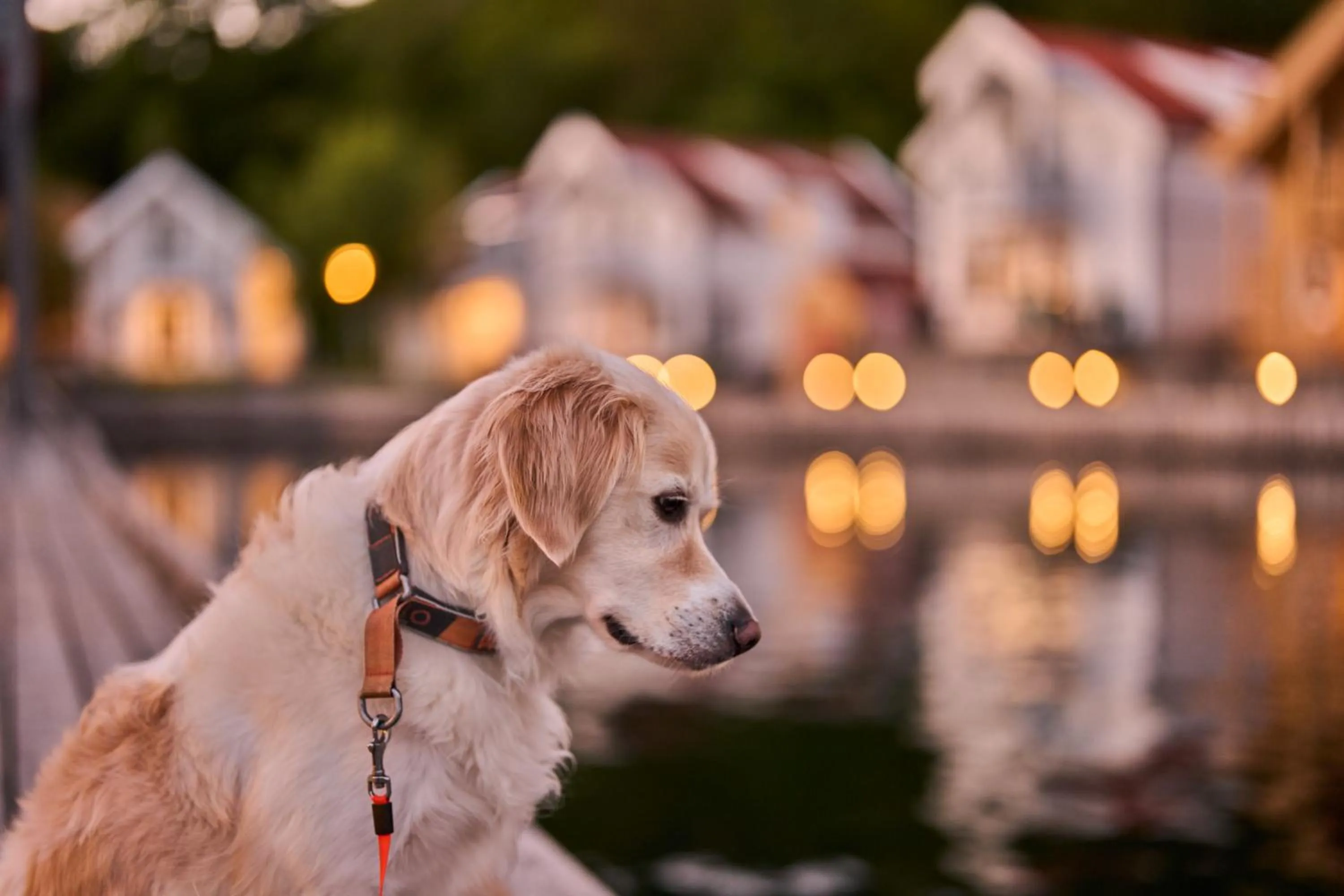 Animals in Farsund Resort