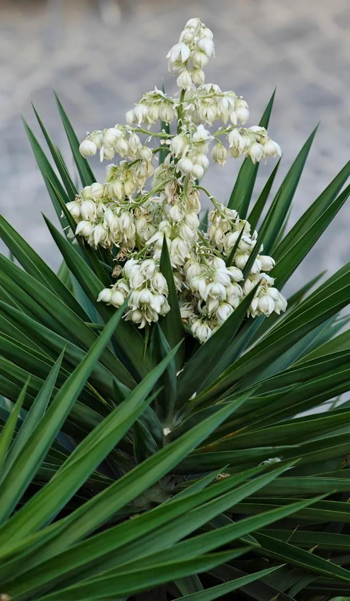 Spring in Hotel Villa Adriana