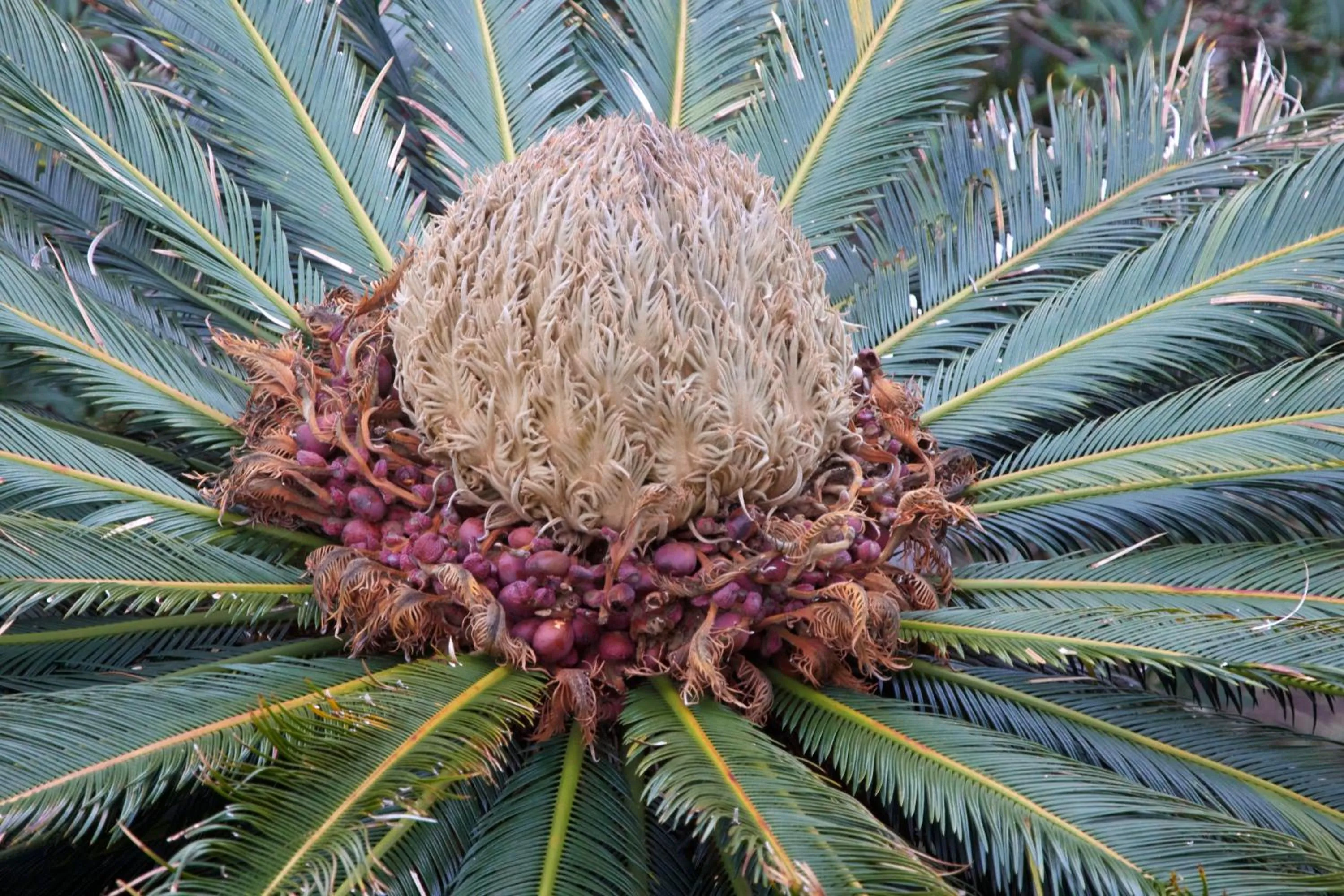 Garden in Hotel Villa Adriana