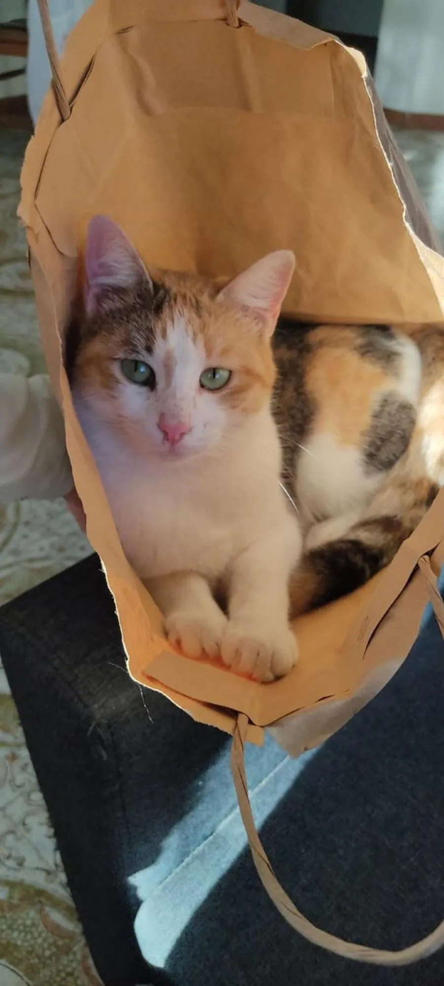 Pets in Casa Antonio