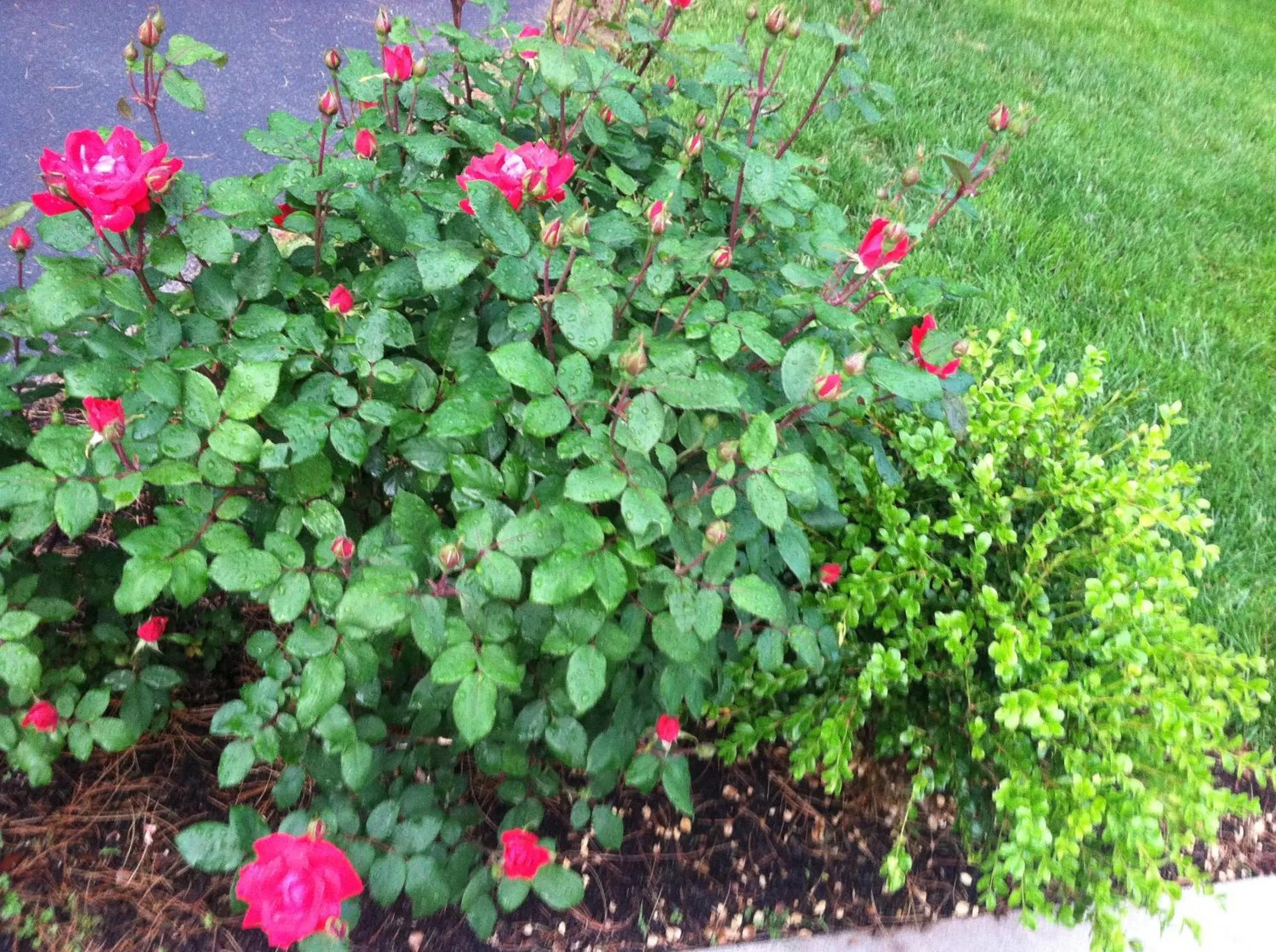 Garden in Victoria Inn