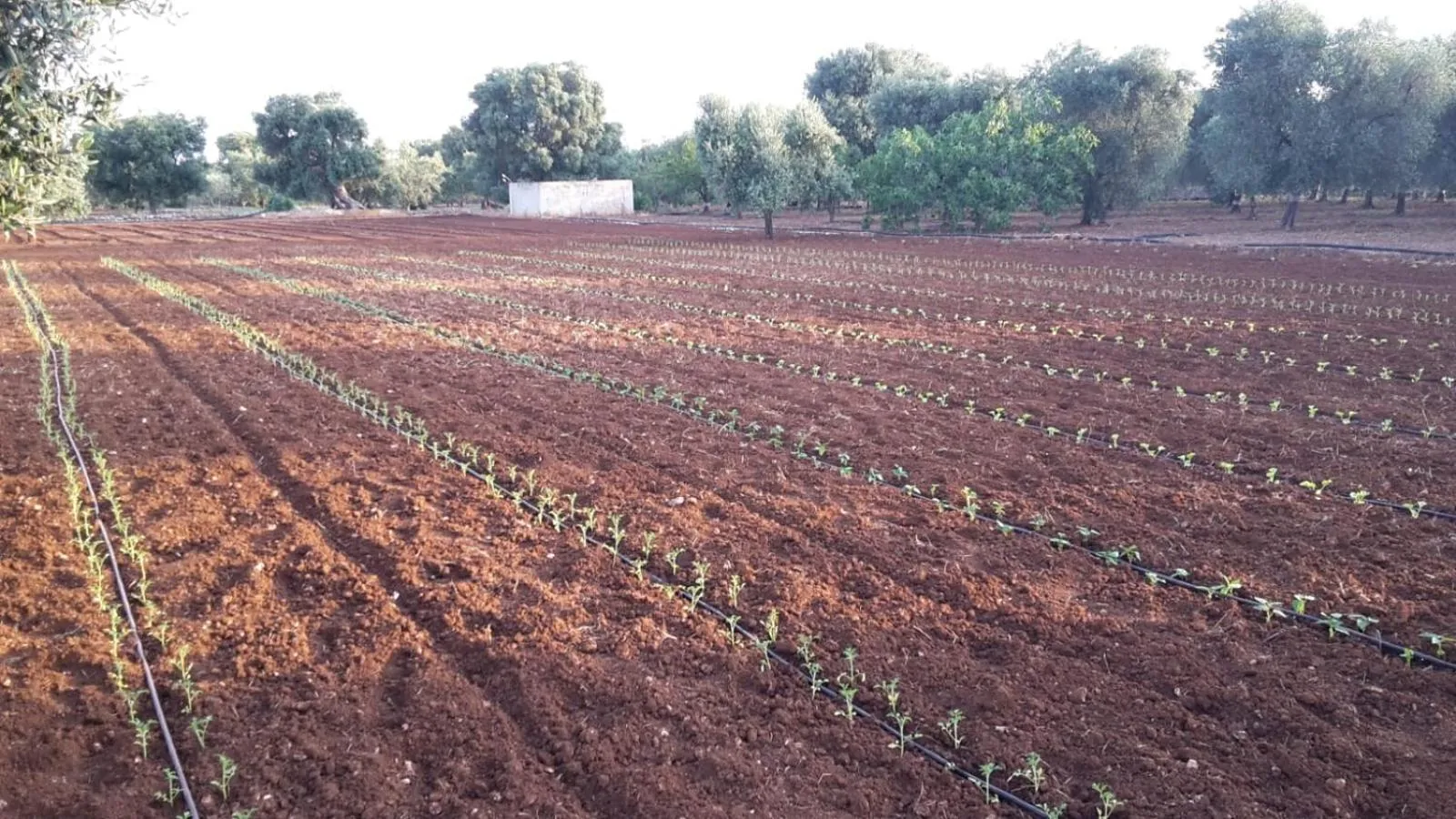 Natural landscape in Masseria San Martino