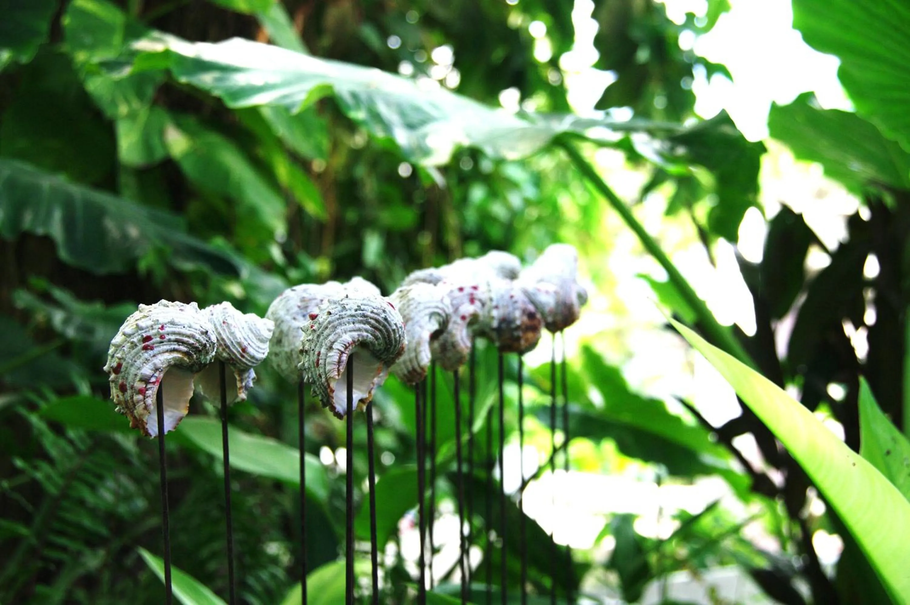Garden in Bliss Boutique Hotel Seychelles