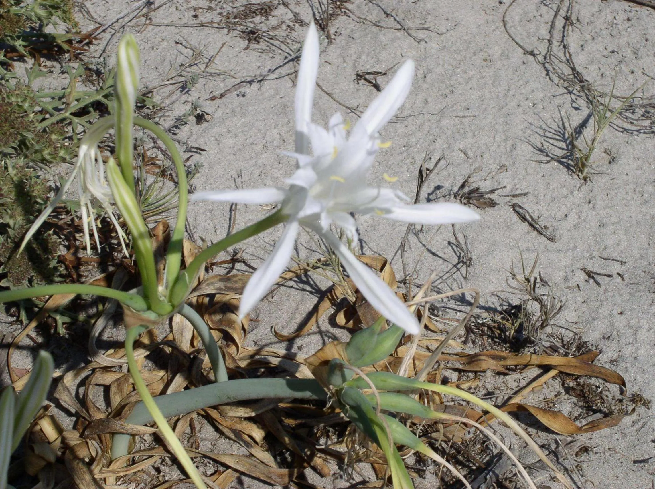 Area and facilities in Residence Marina Palace