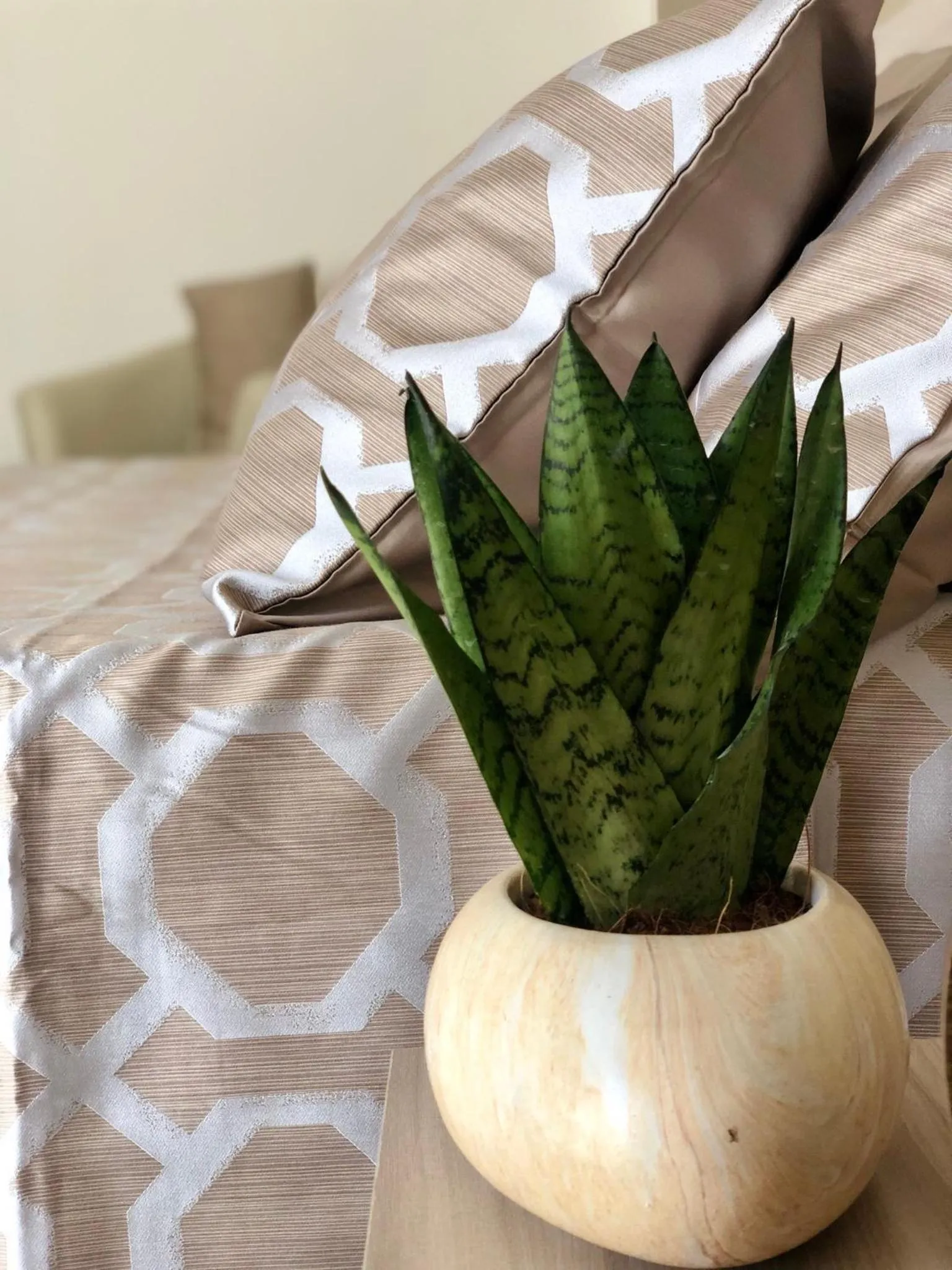 Photo of the whole room in Montellinos Suite Tortora