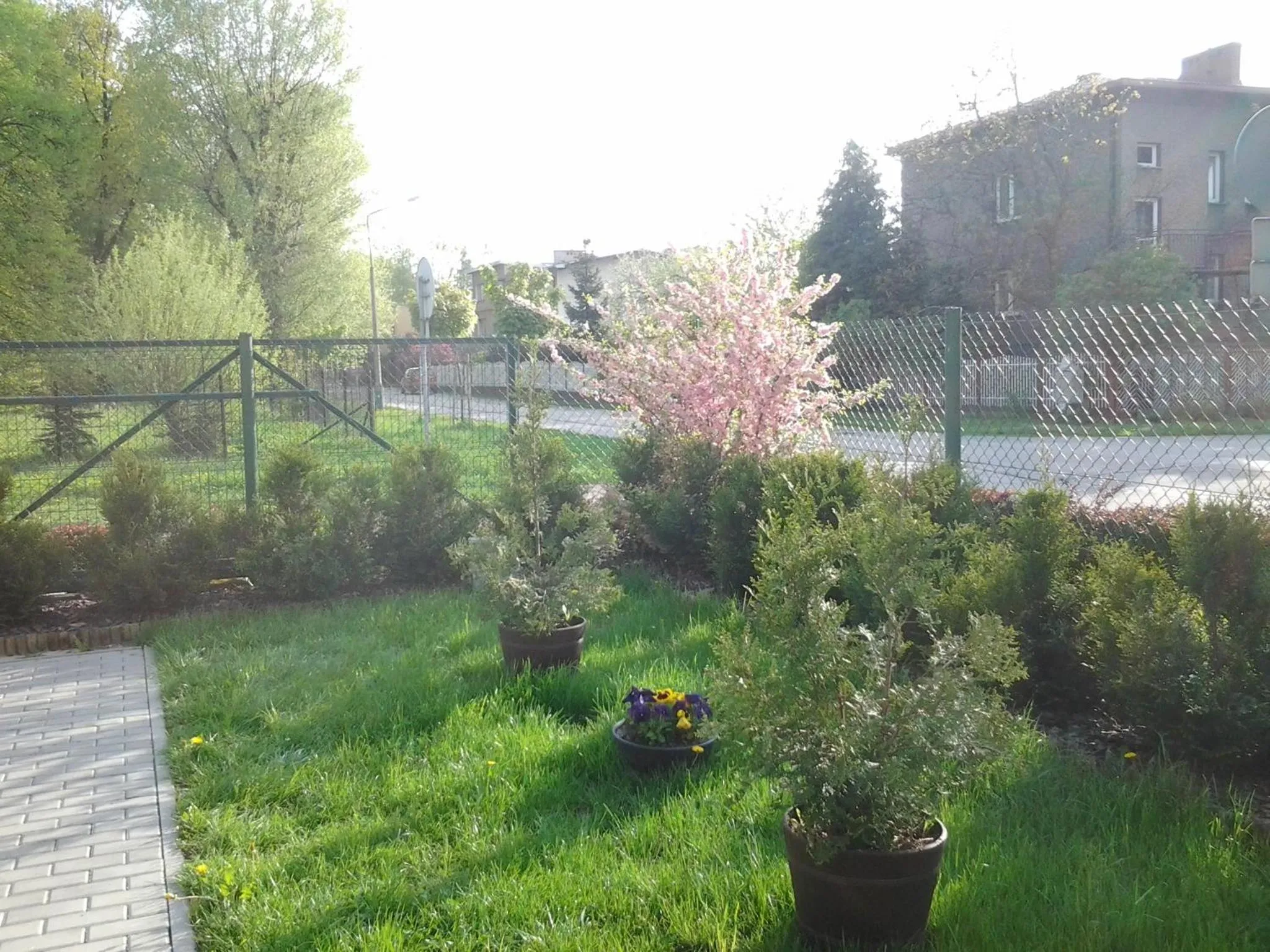Garden in Villa Green