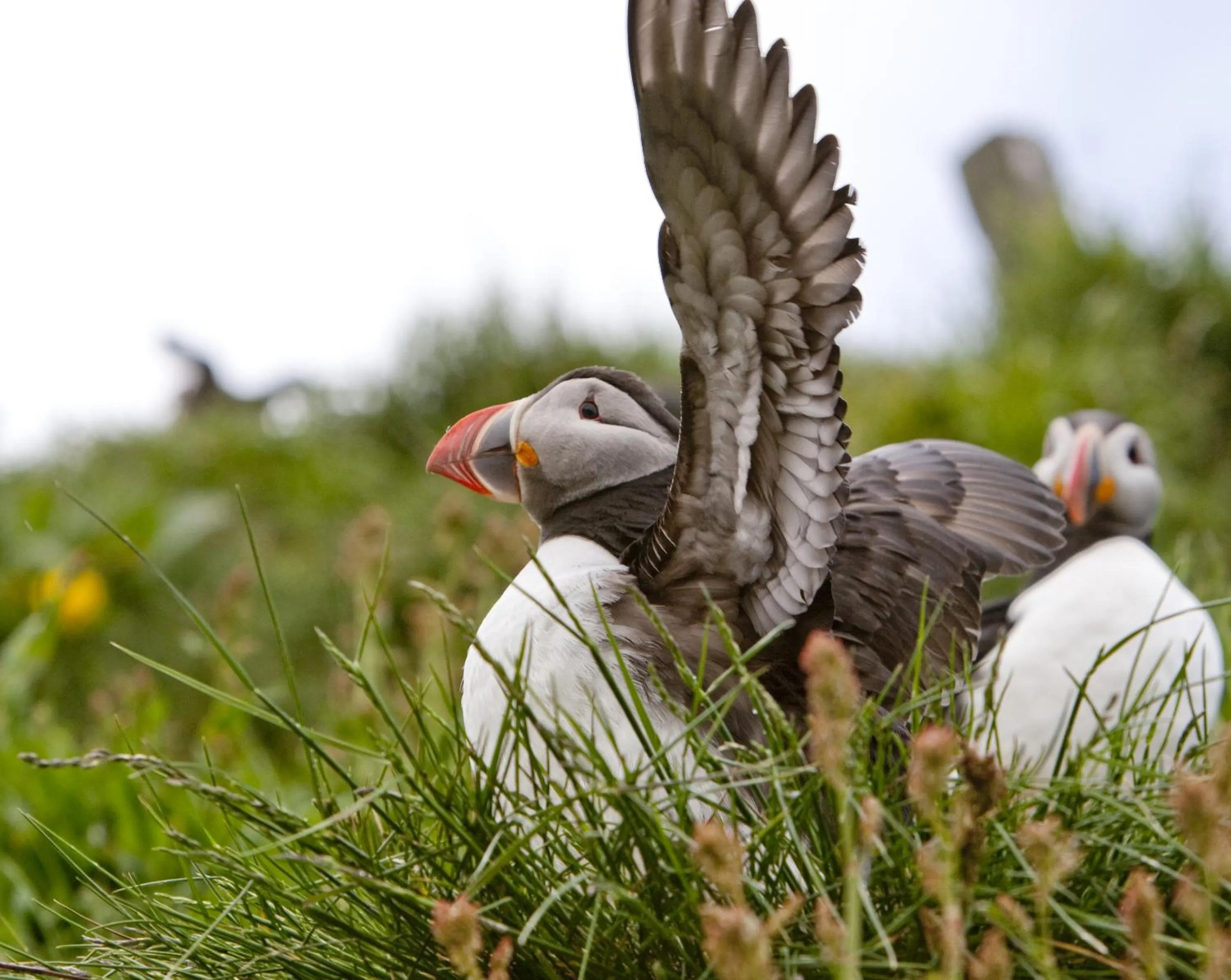 Day in Blabjorg Resort