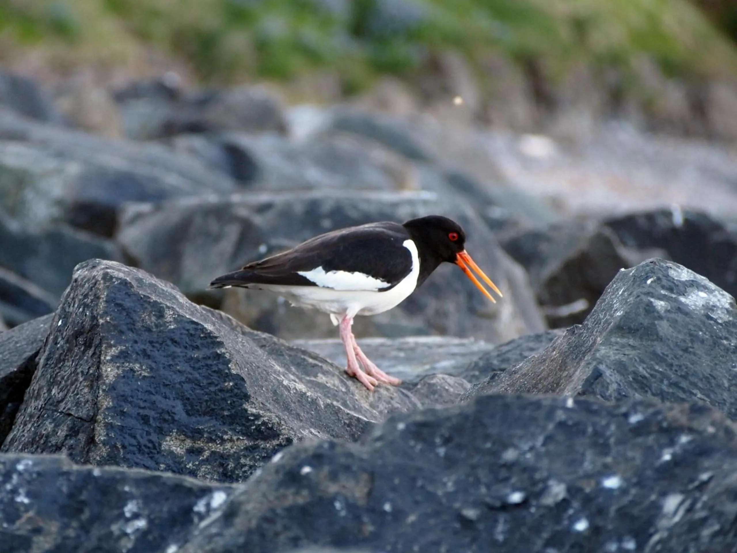 Beach in Blabjorg Resort