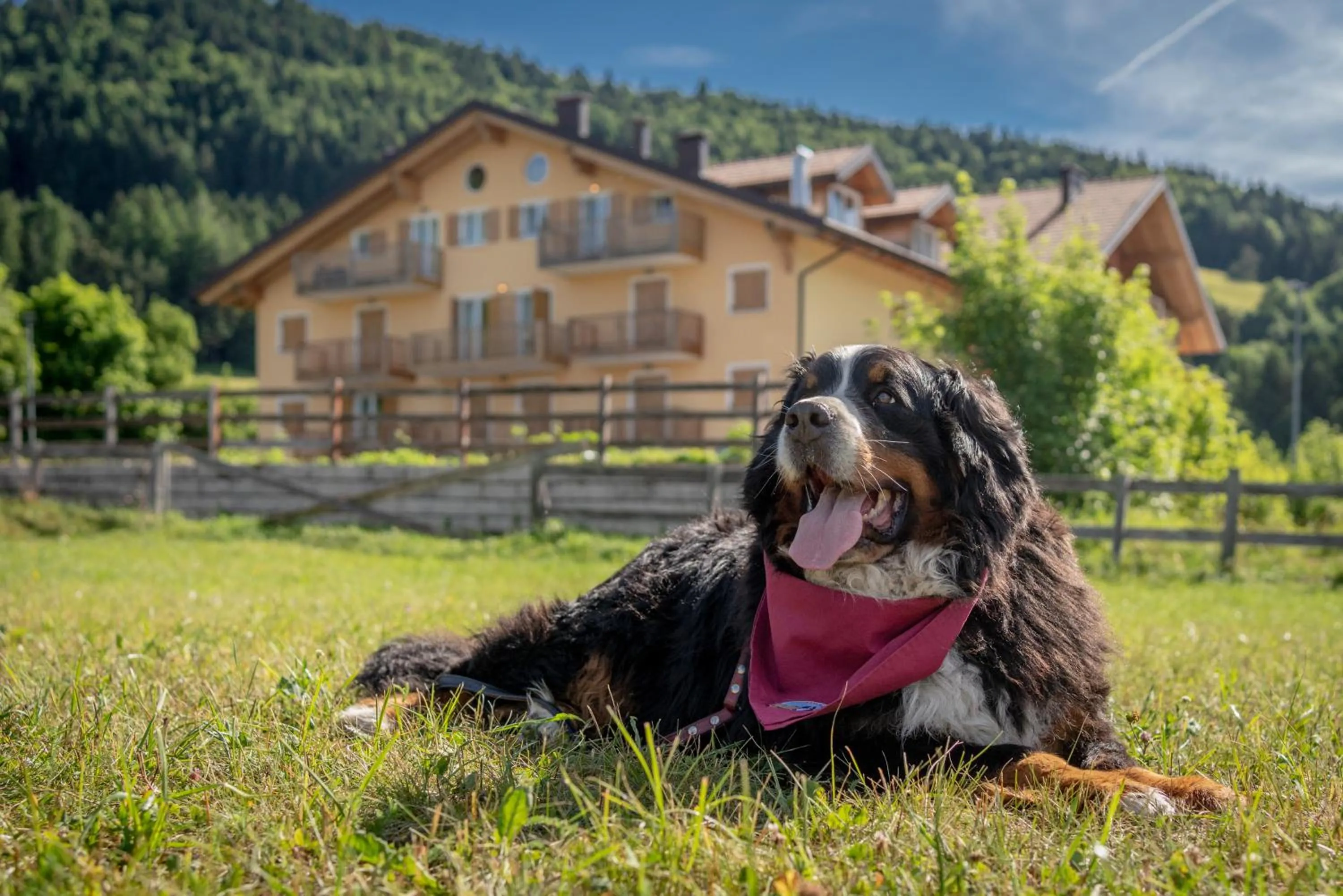 Pets in Residence Stella