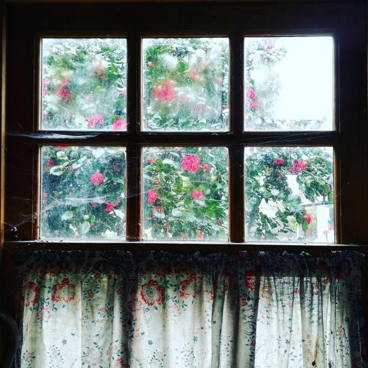 Garden view in Casa do Fundo - Sustainable & Ecotourism