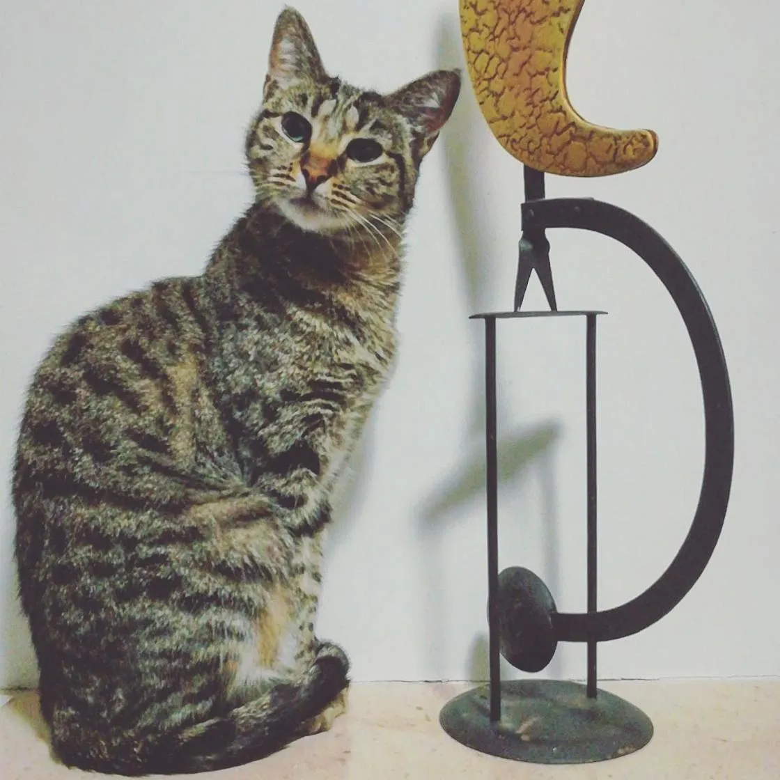 Pets in Casa do Fundo - Sustainable & Ecotourism