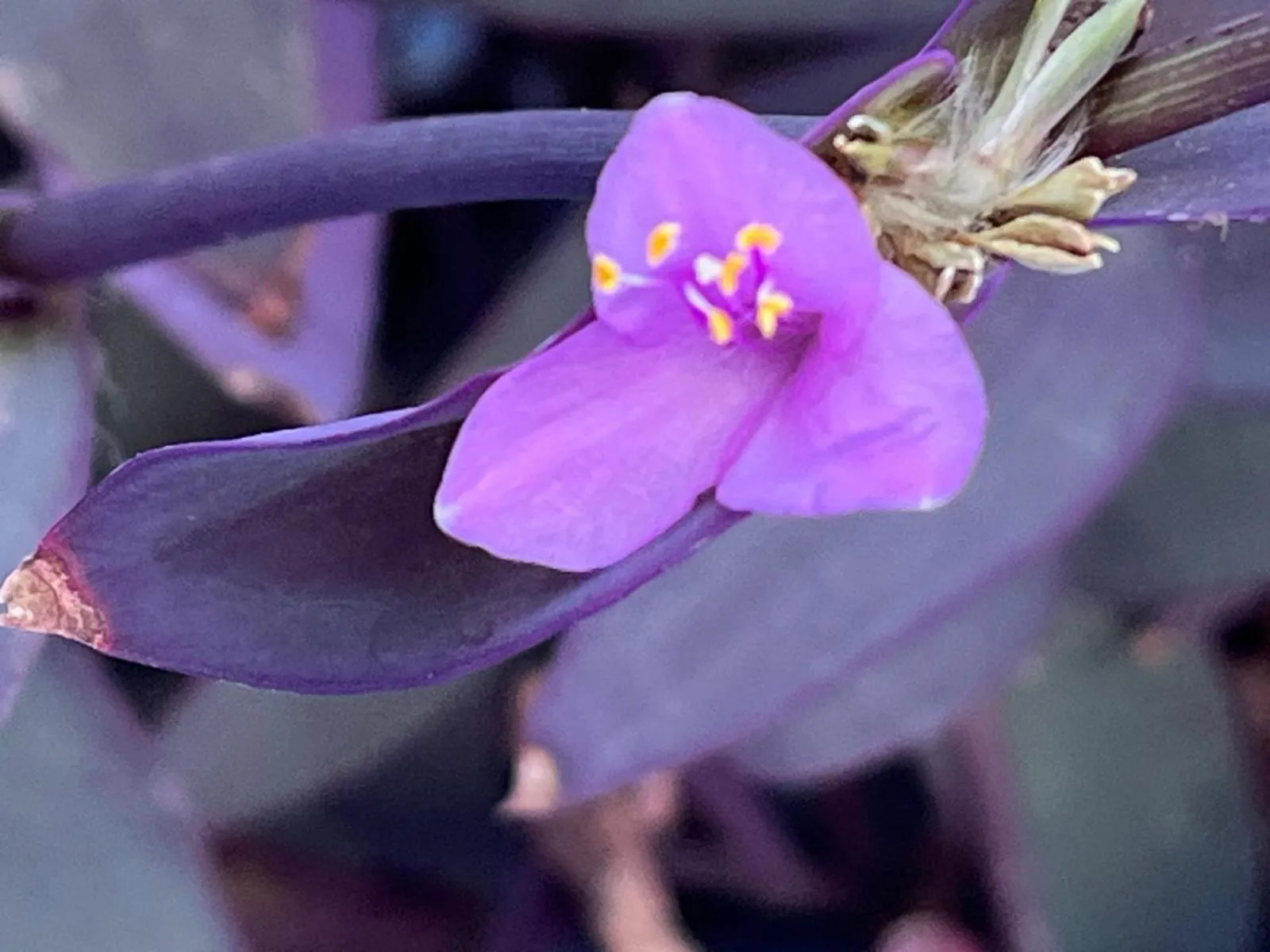 Decorative detail in Dar Onsar