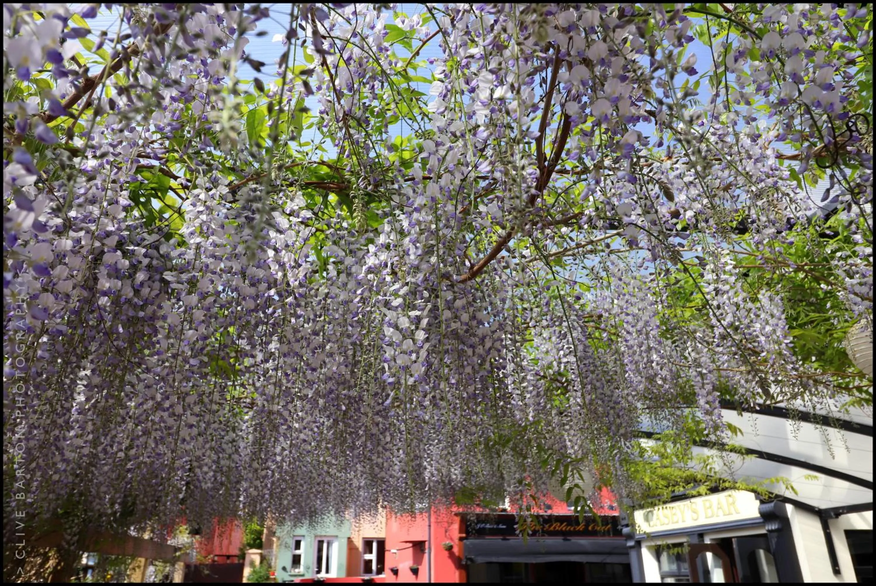 Natural landscape in Casey's Hotel