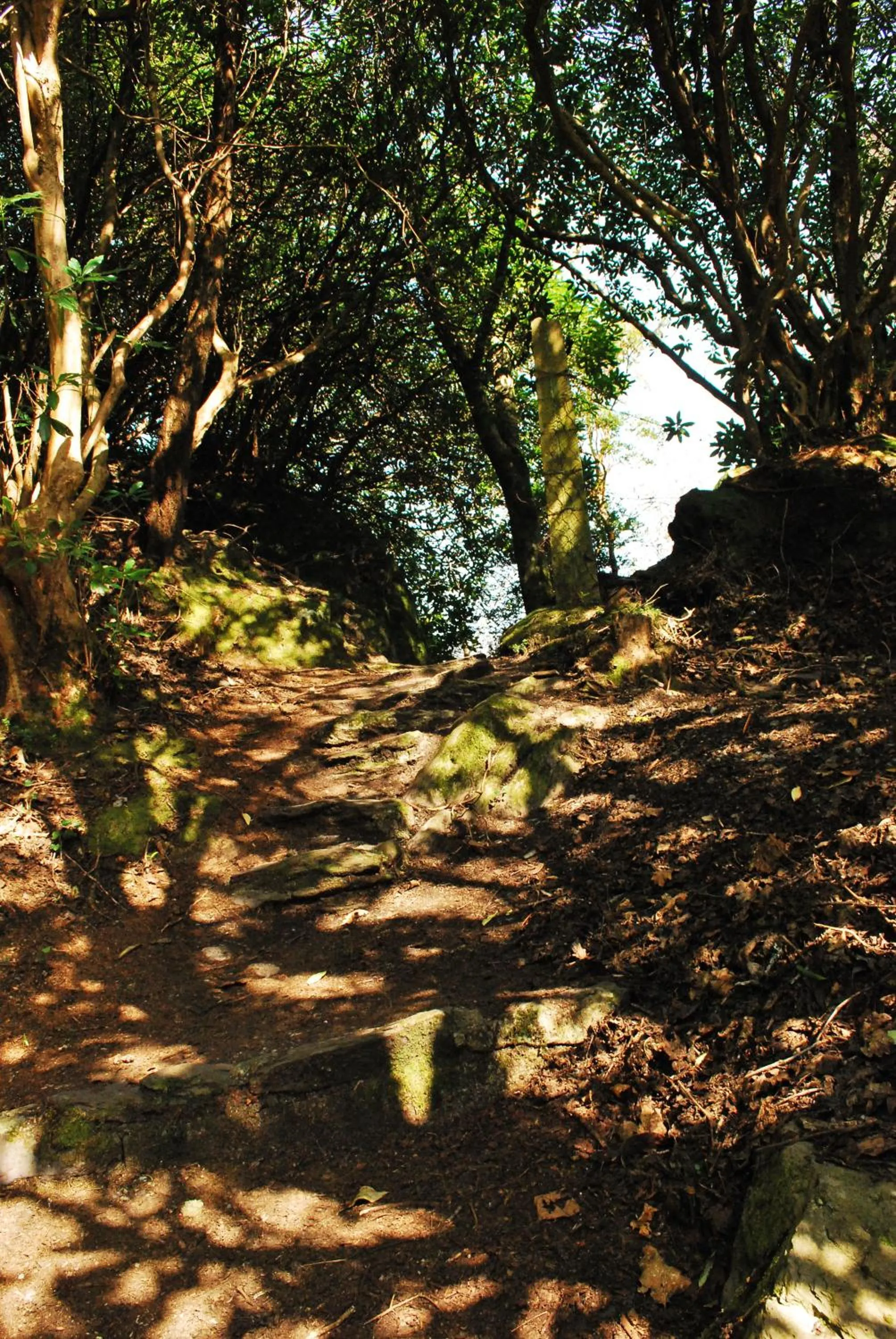 Garden in Casey's Hotel
