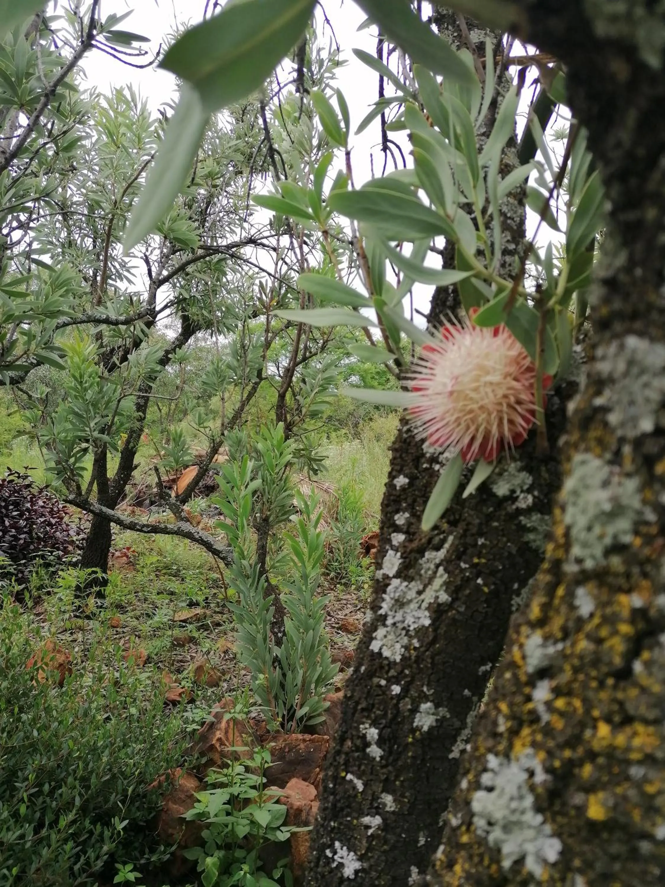 Suikerbosrant Sleep and go